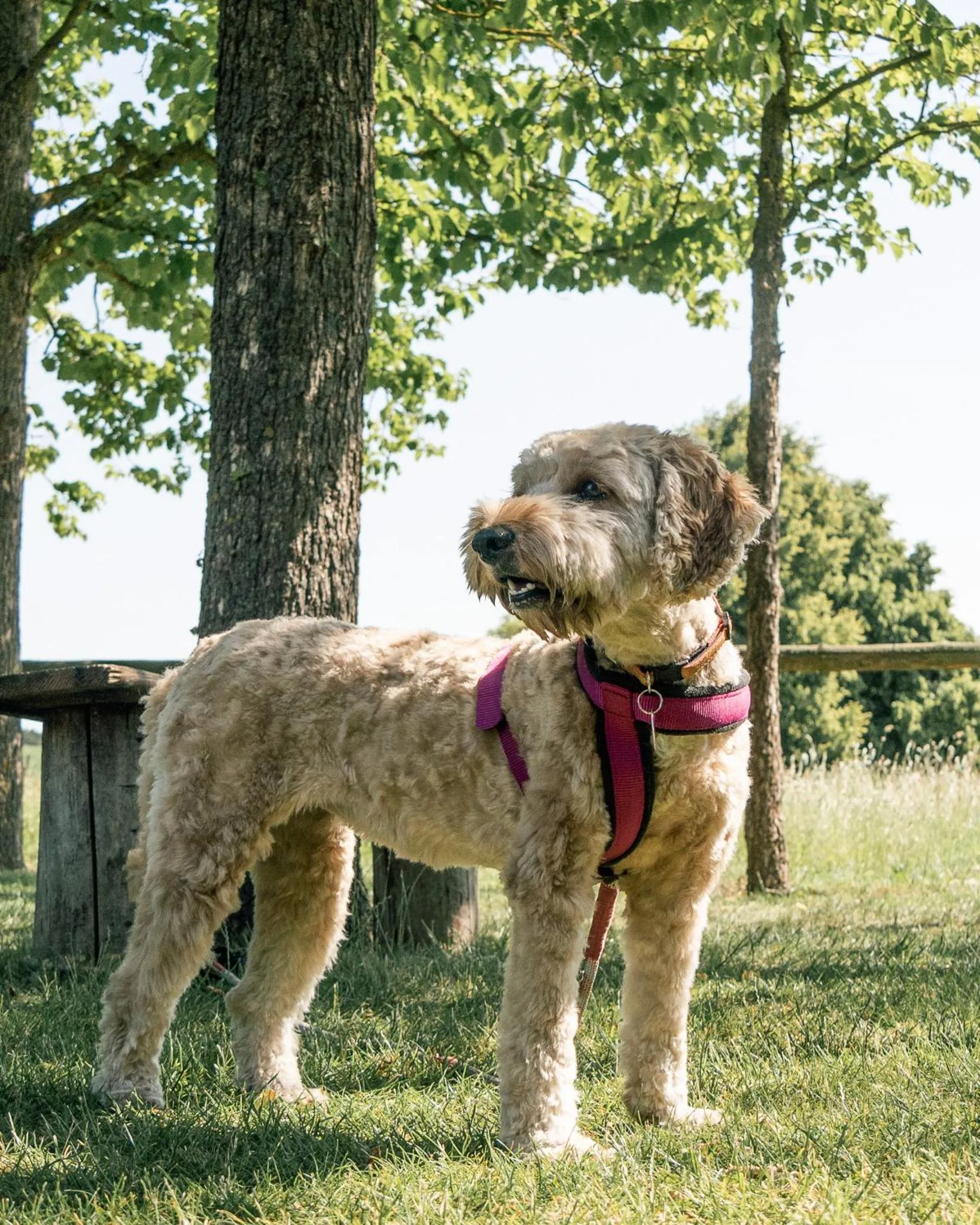 Pets in Landhaus Alte Schmiede