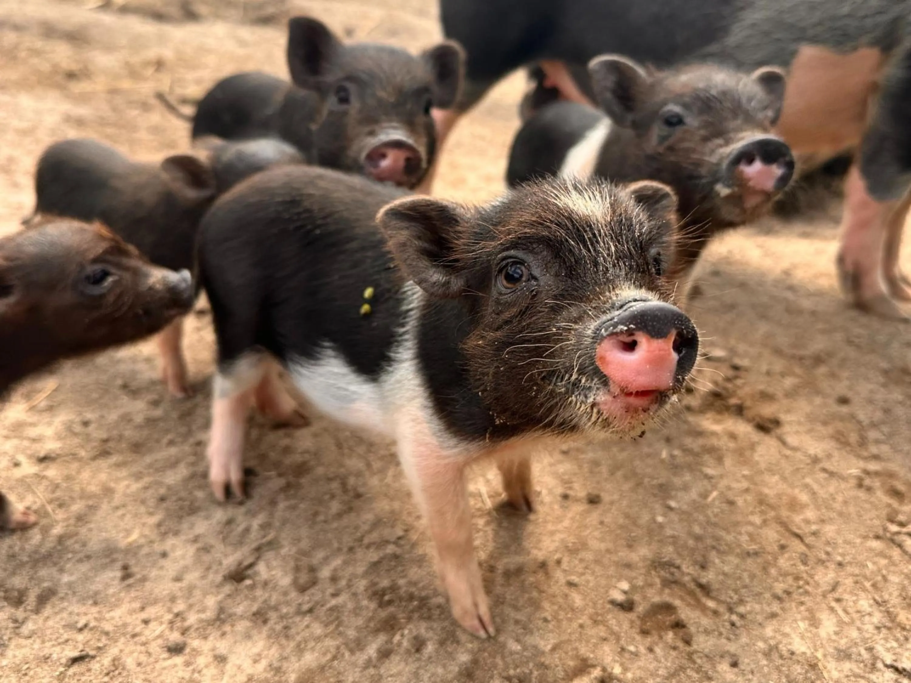 Animals in Landhaus Alte Schmiede