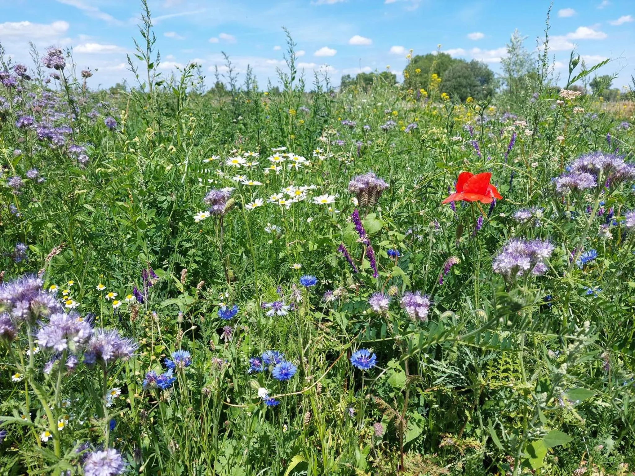 Natural landscape in B&B Clogher Farm