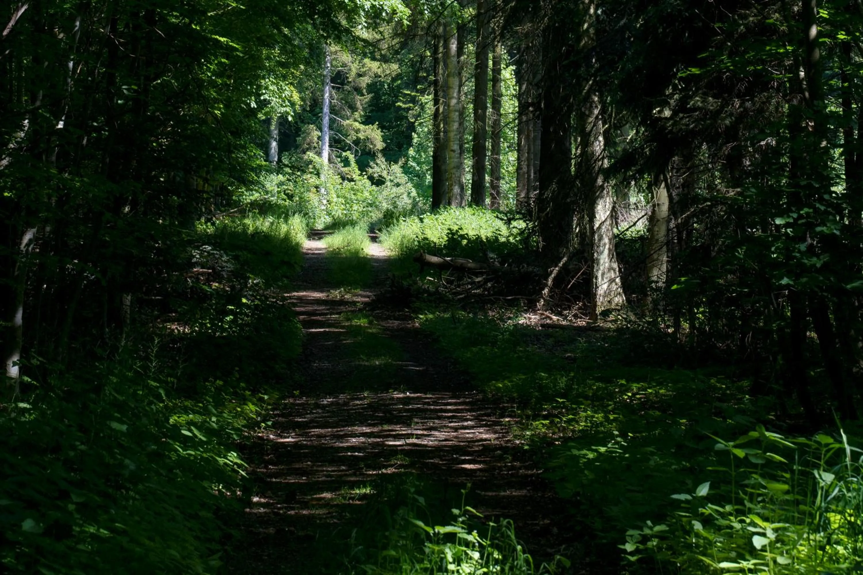 Natural landscape in Svenskebakken Bed & Breakfast