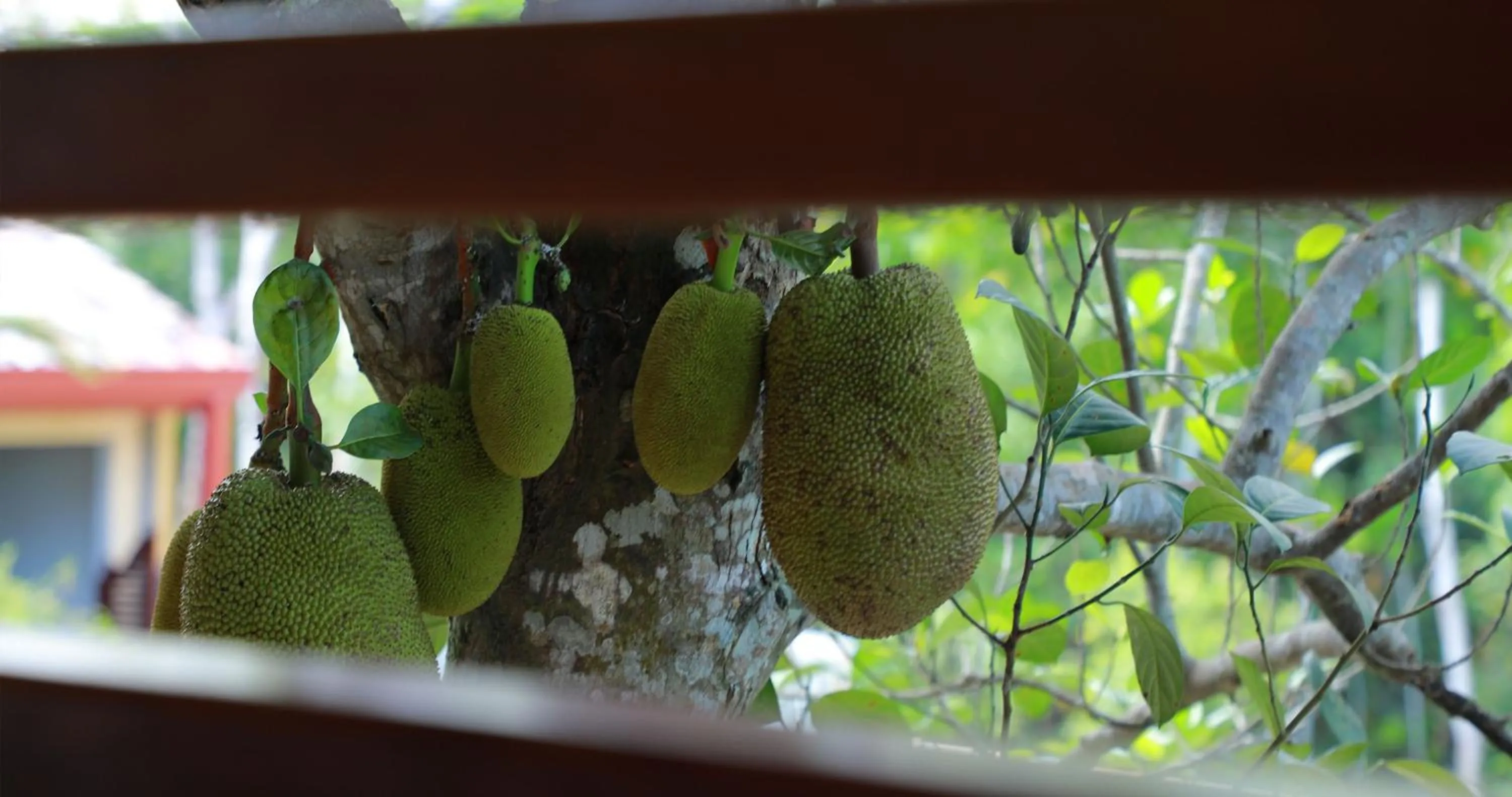 Balcony/Terrace in Terrace Garden Ayurveda Resort