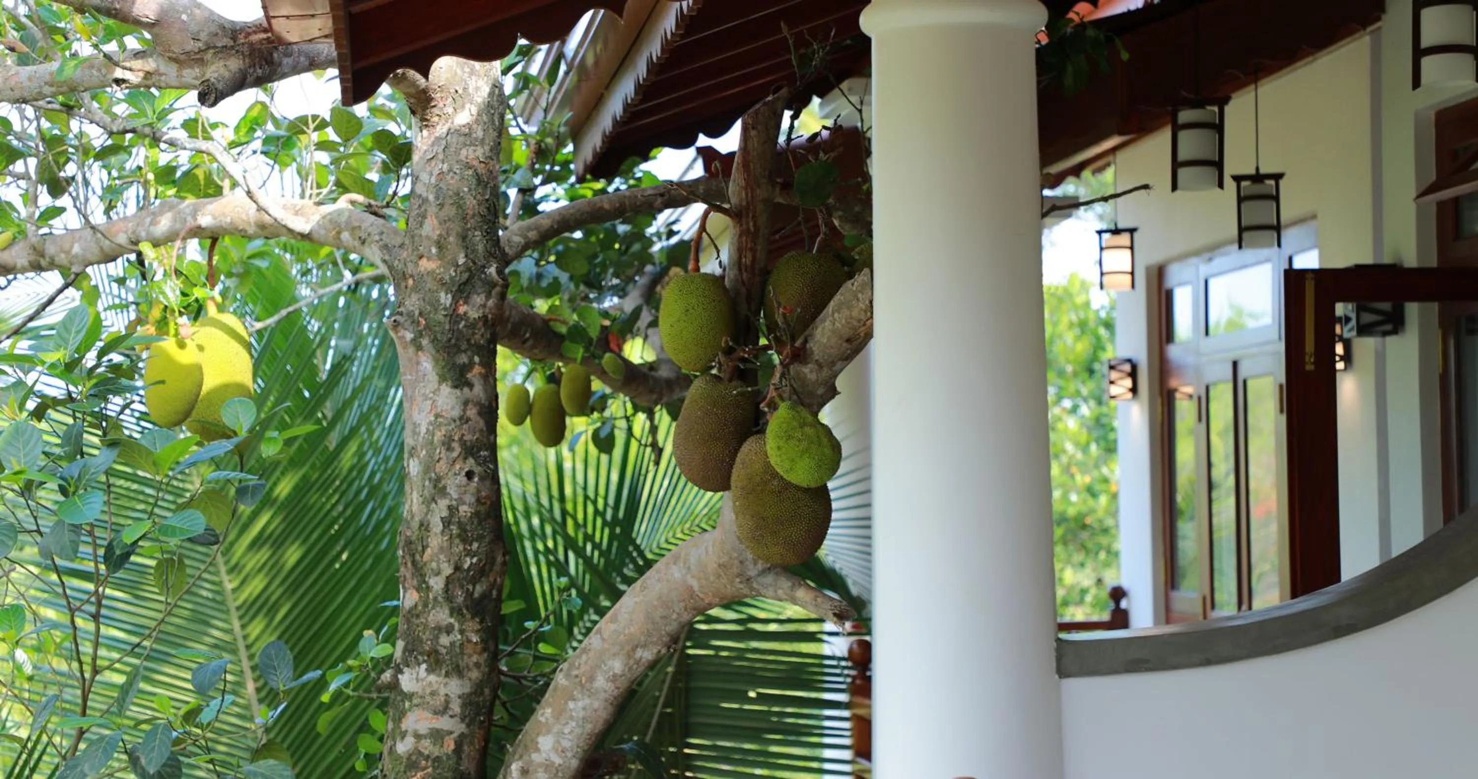 Balcony/Terrace in Terrace Garden Ayurveda Resort