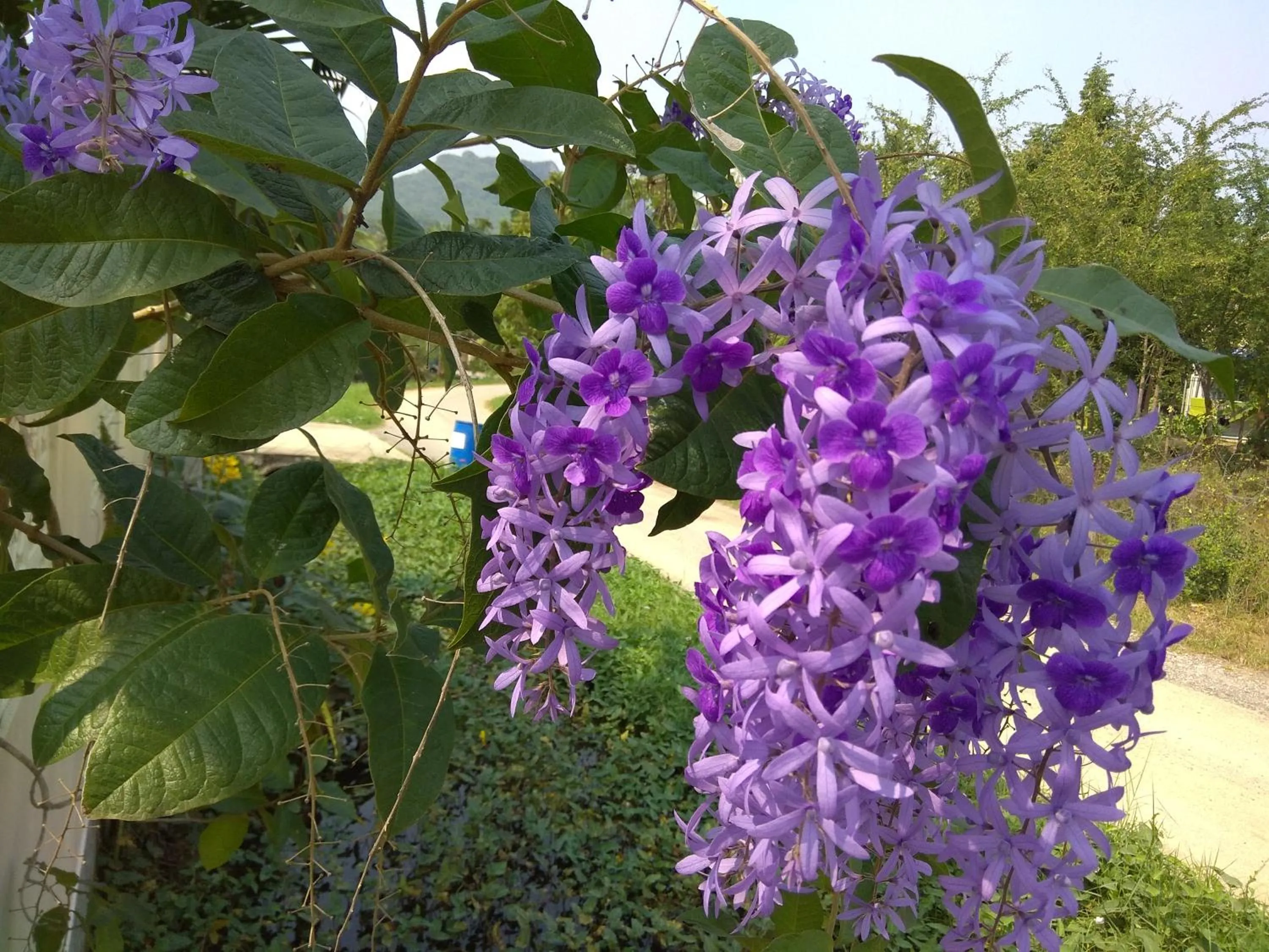 Garden view in Stella Resort