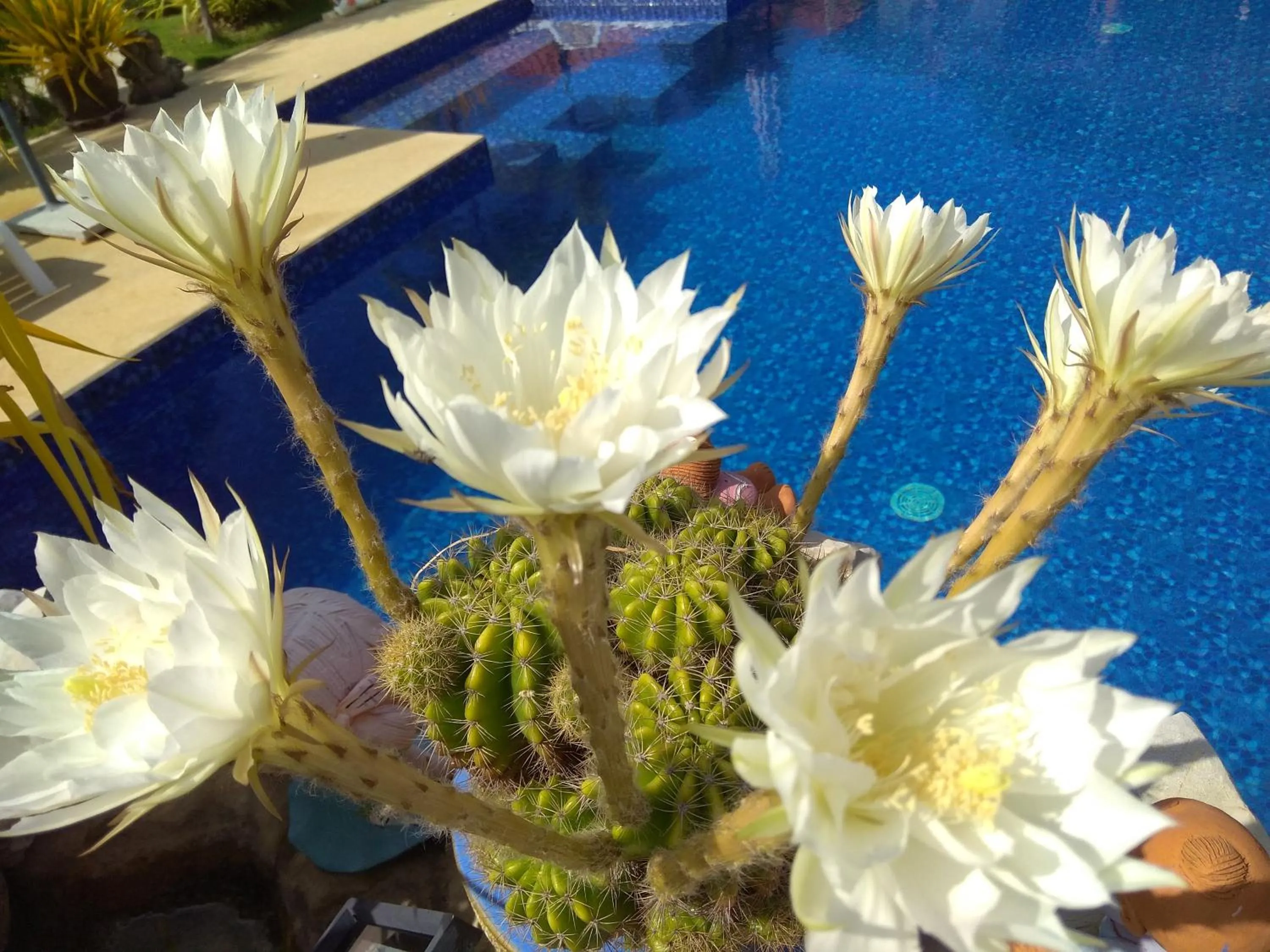 Garden view in Stella Resort