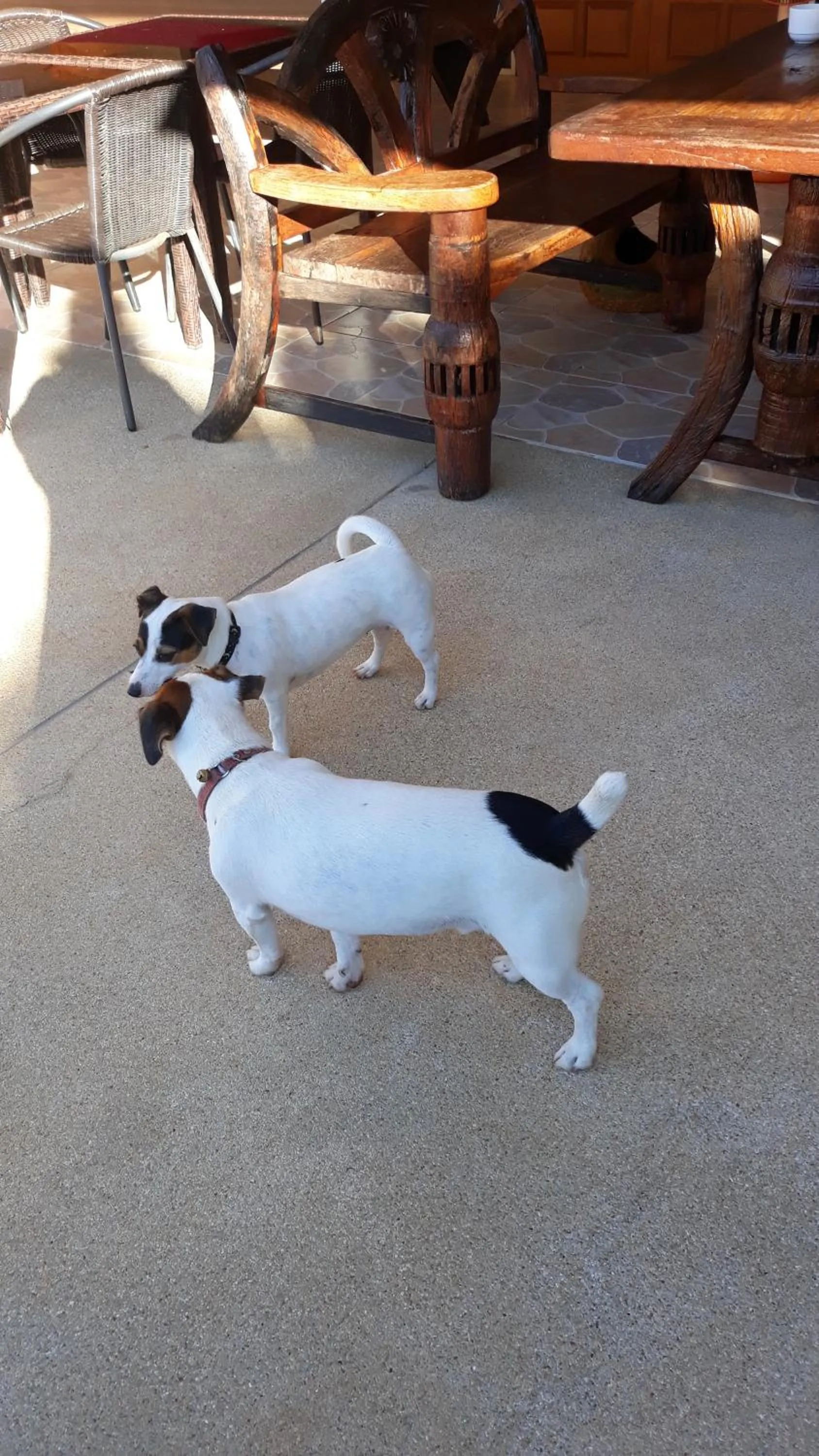 Pets in Stella Resort