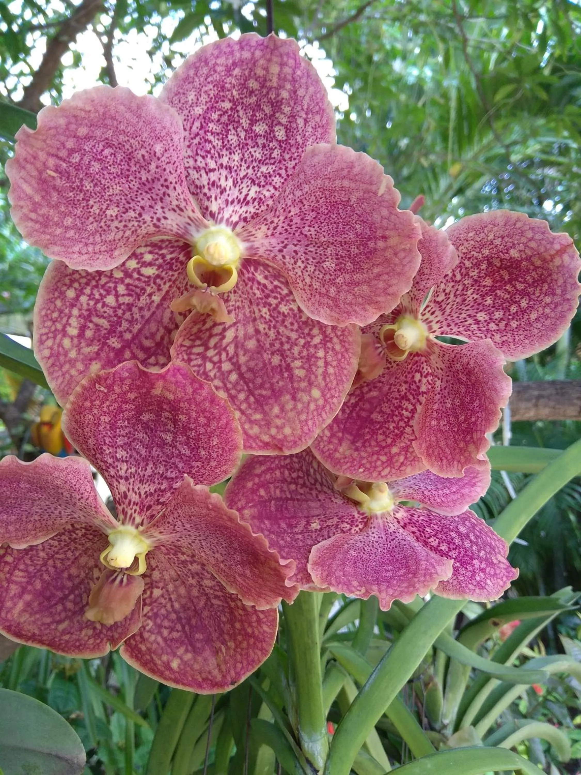 Garden in Stella Resort