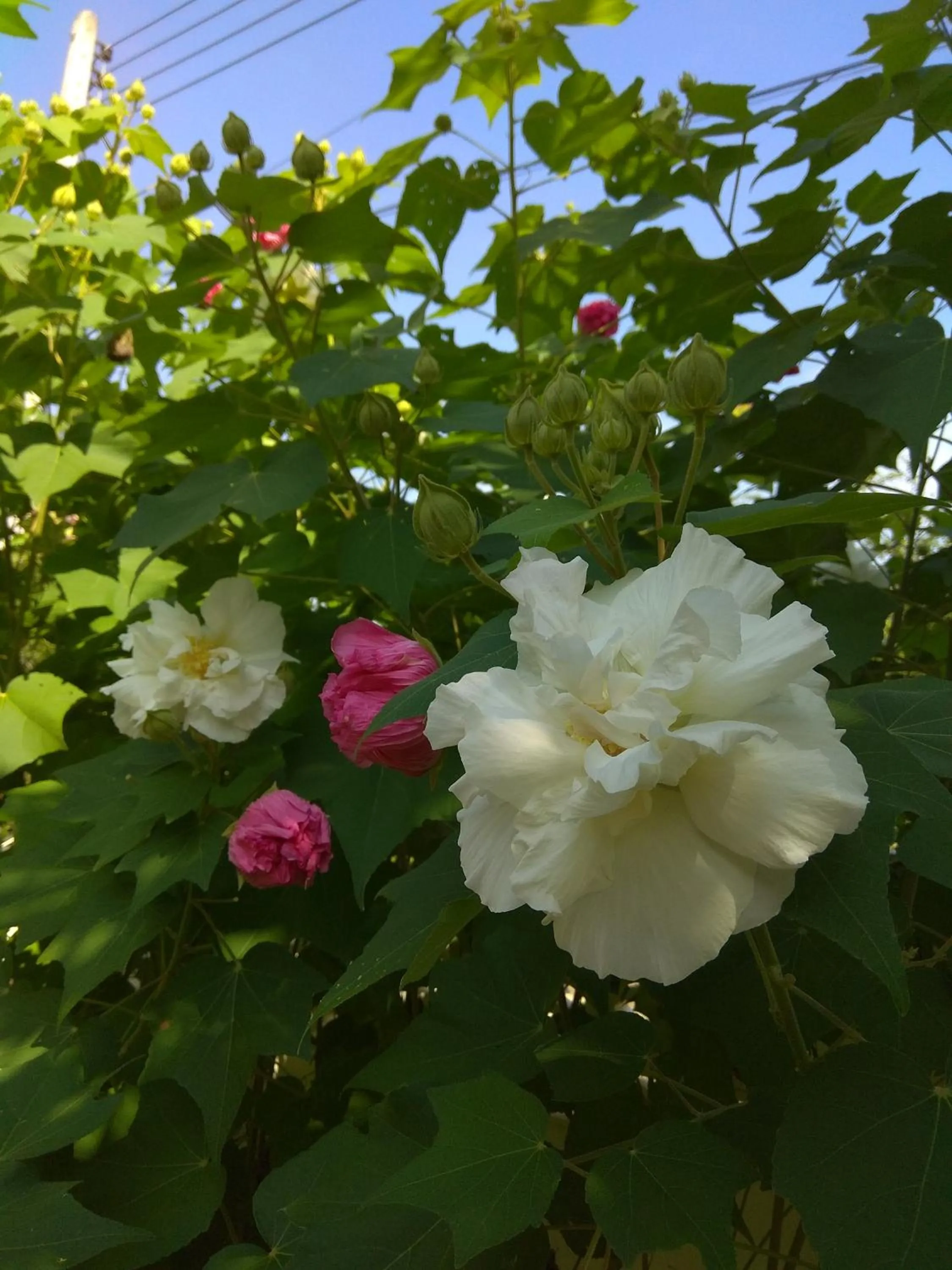 Garden in Stella Resort