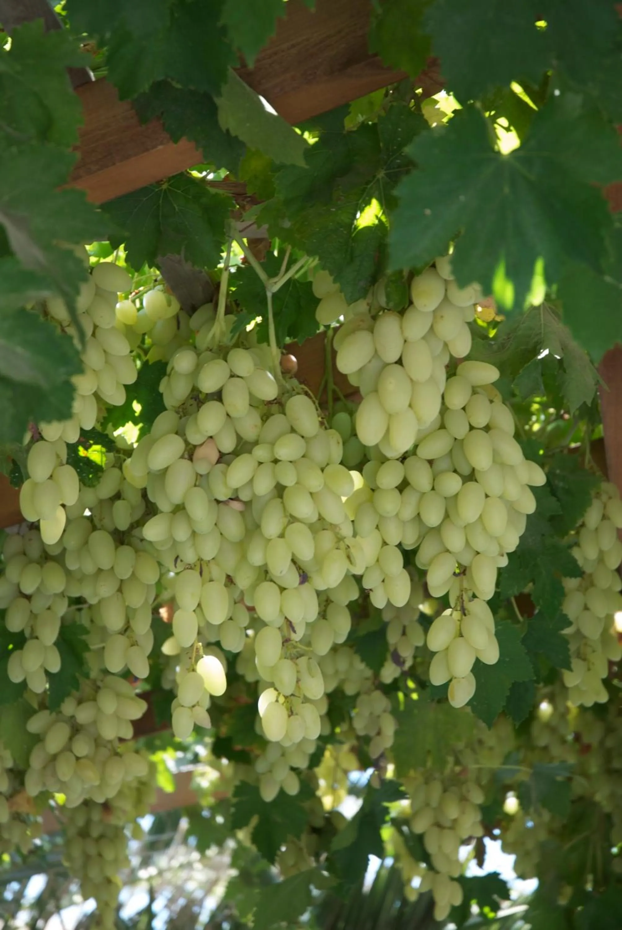 Other in Sarikampos Beach