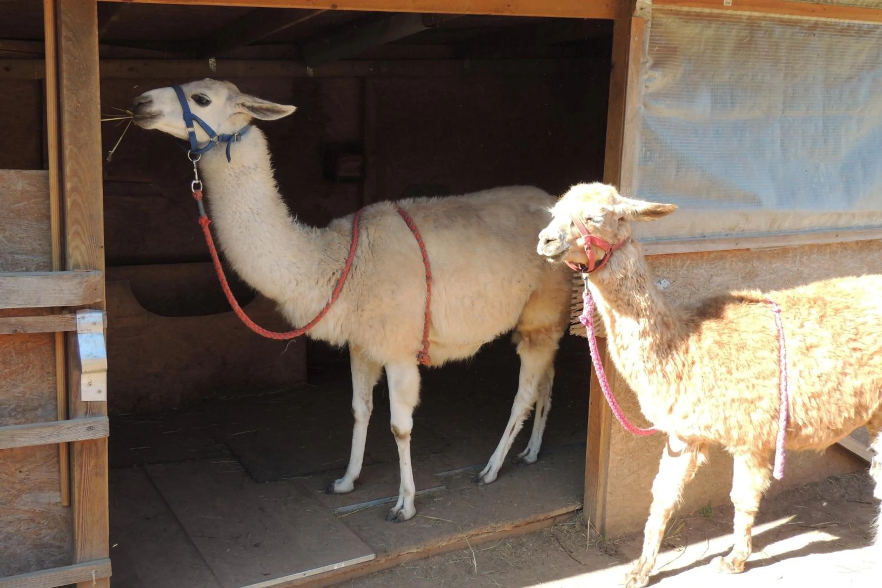 Activities in Brauhaus Fröschl