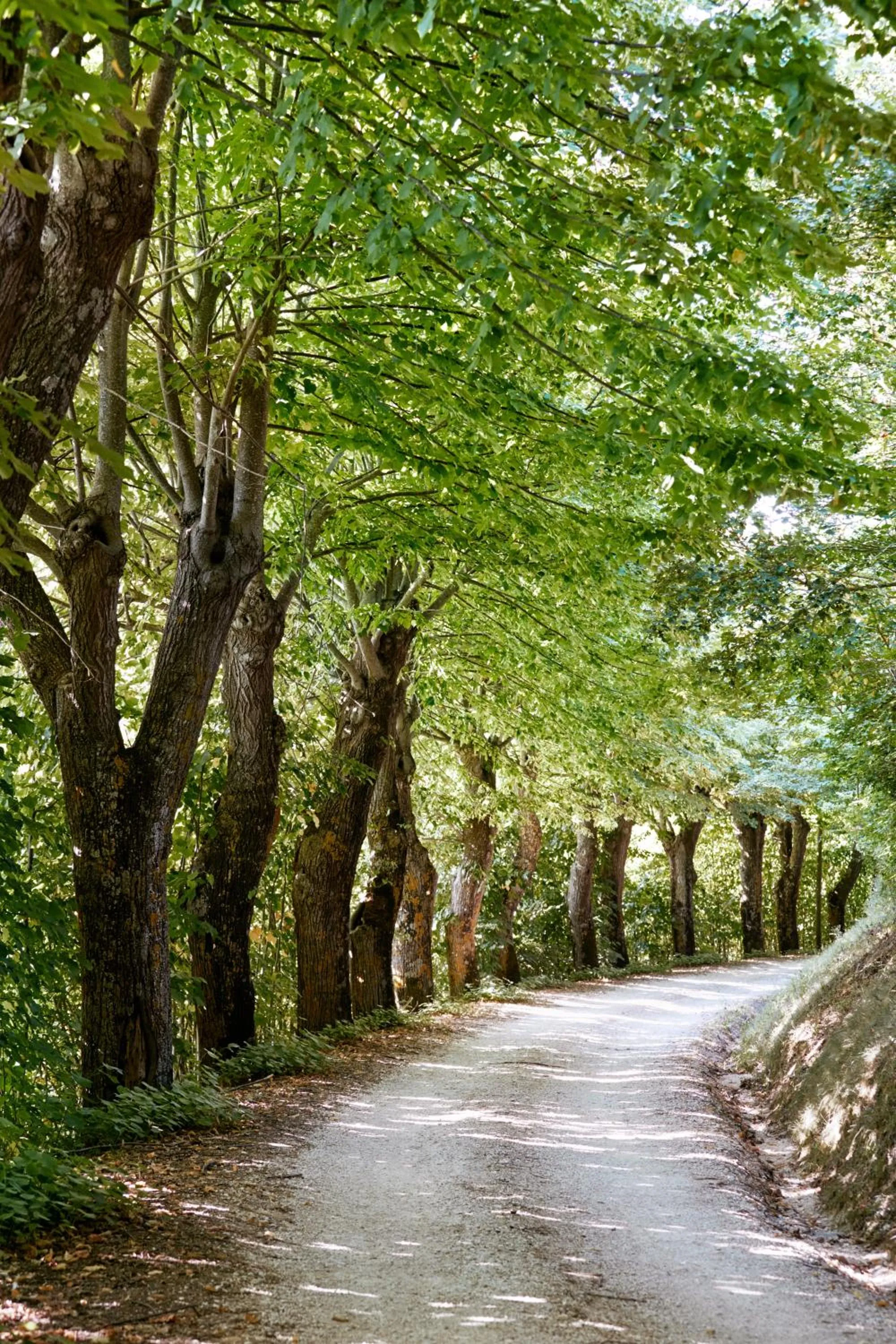 Garden in Castello di Baccaresca