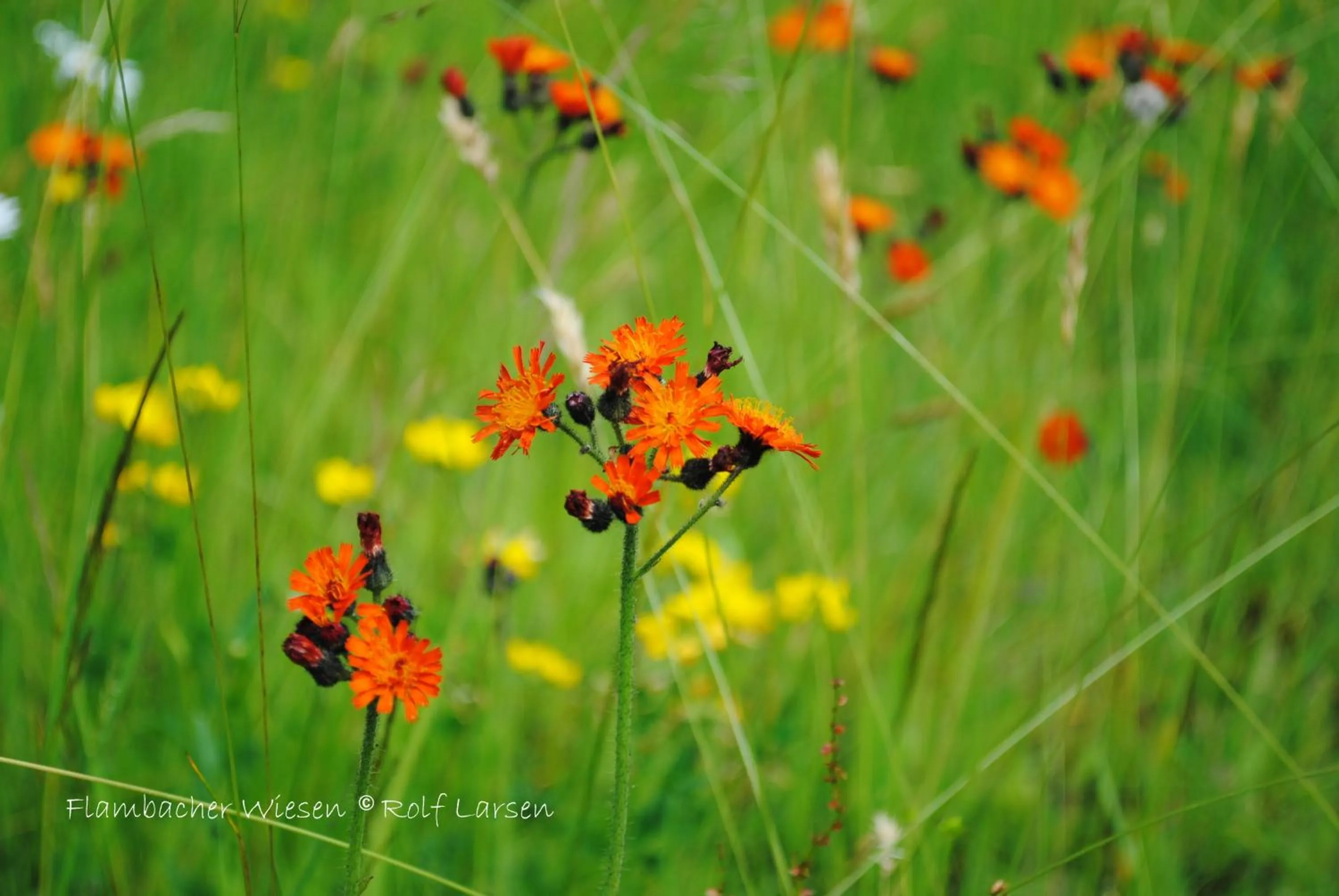 Natural landscape in Flambacher Mühle