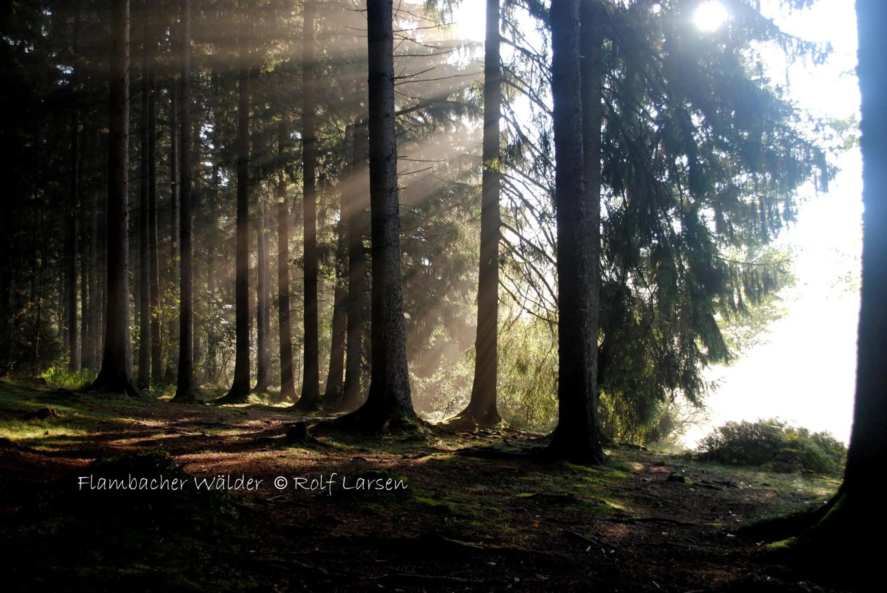 Natural landscape in Flambacher Mühle