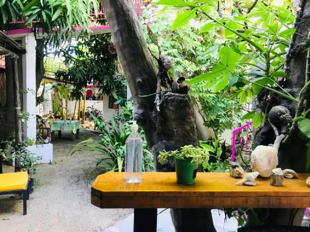 Garden in Hotel Posada Señor Mañana