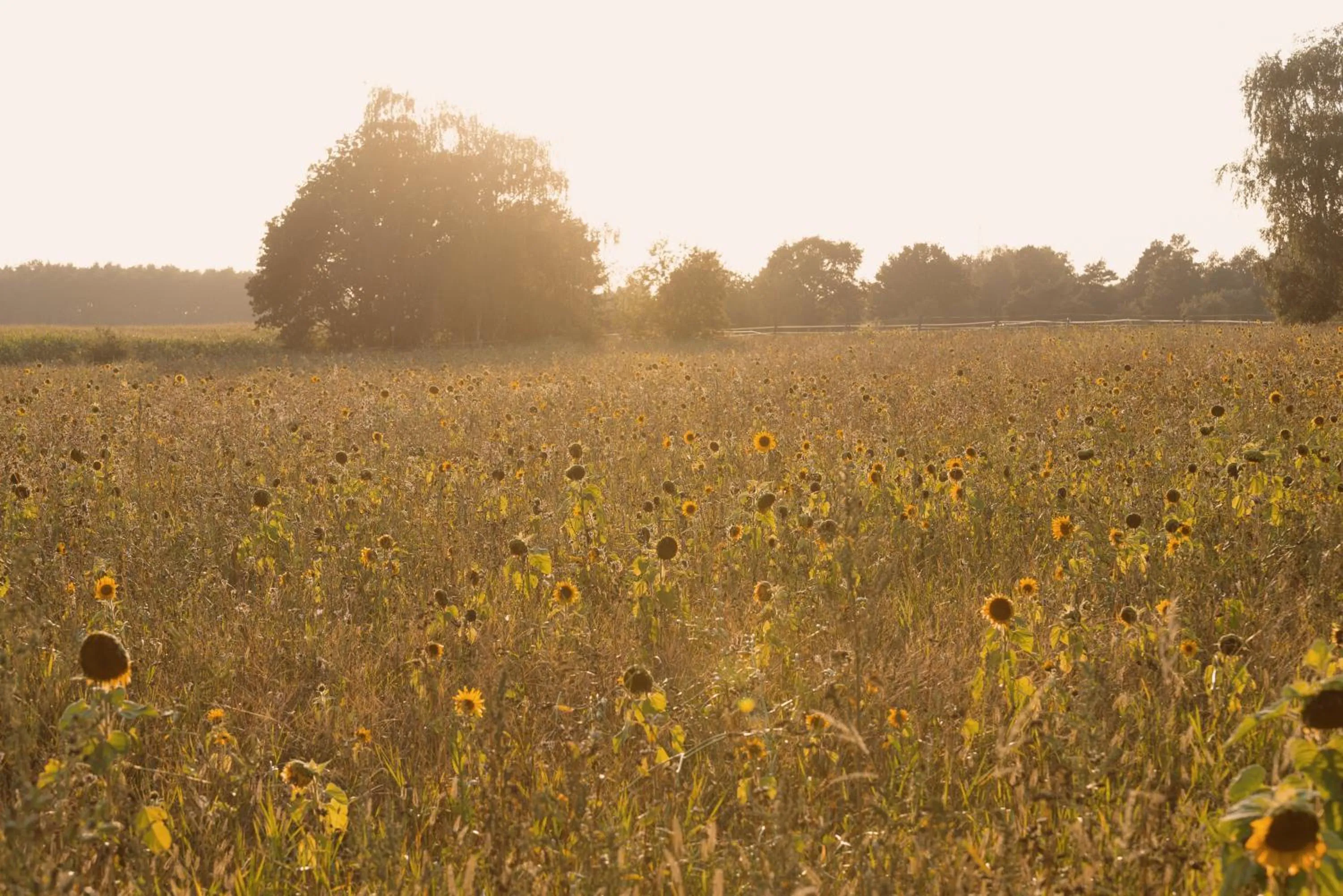 Natural landscape in Biohotel WildLand Natural Resort