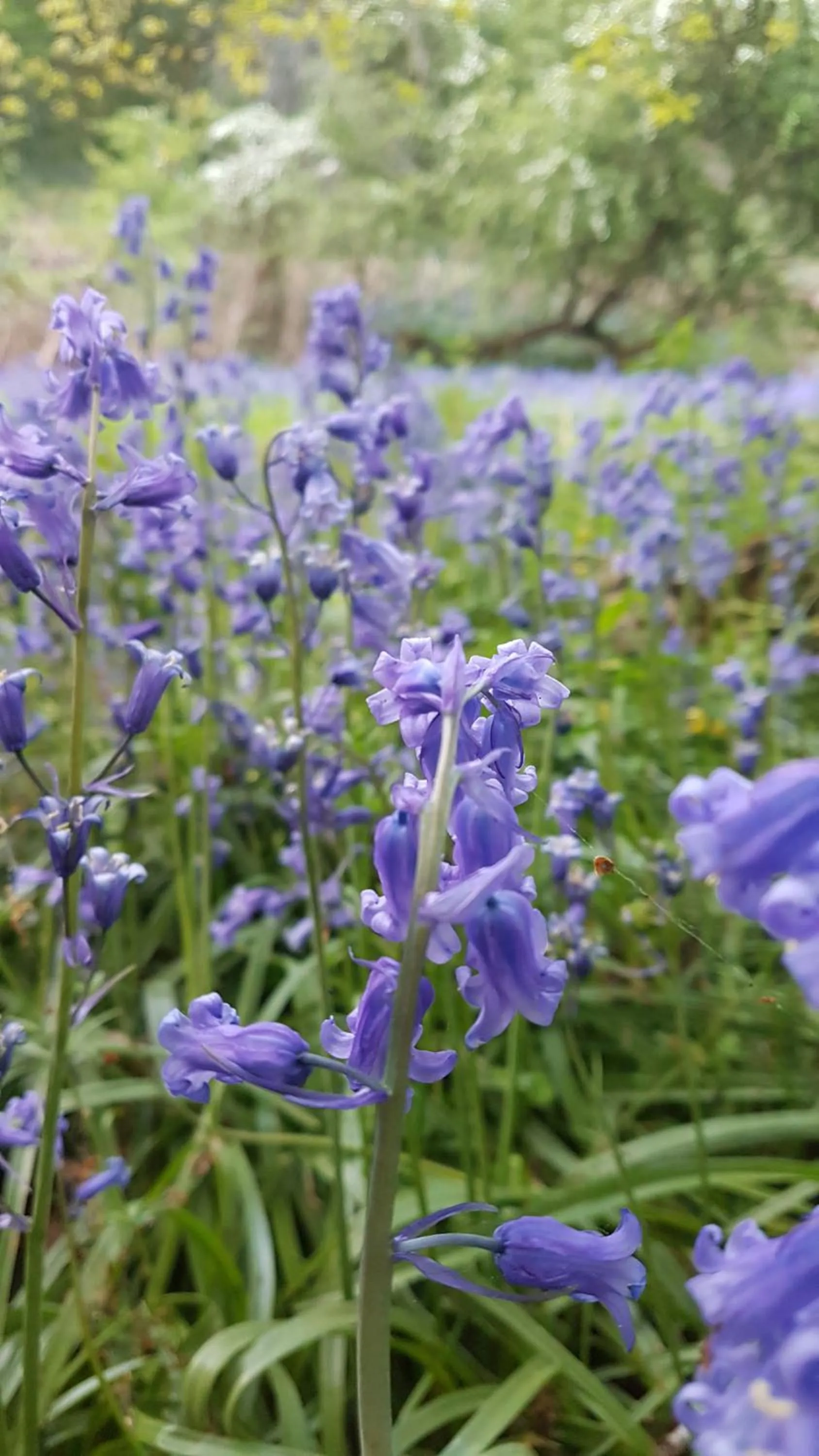 Natural landscape in Debonair bnb @33