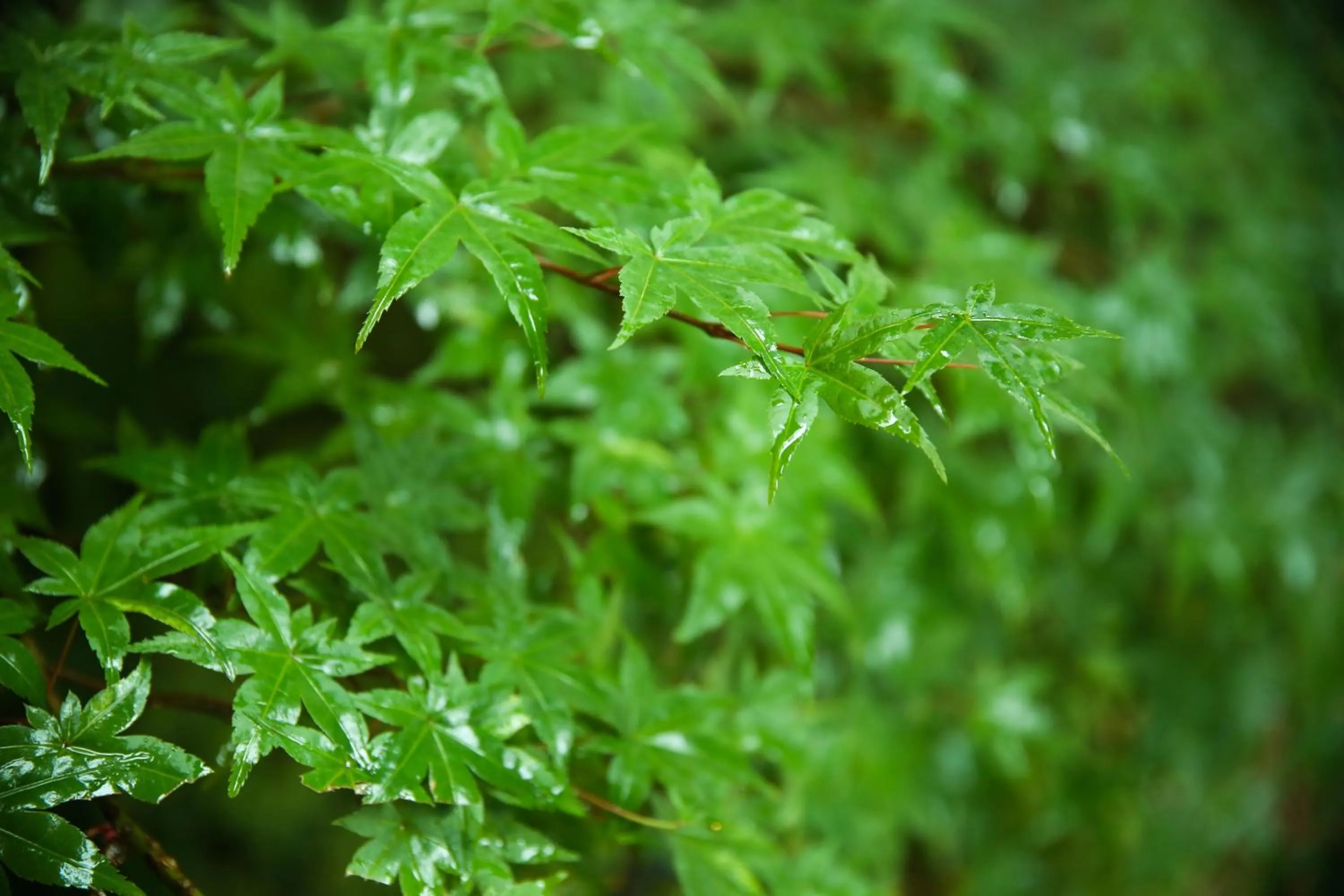 Neighbourhood in Shima Onsen Yoshimoto