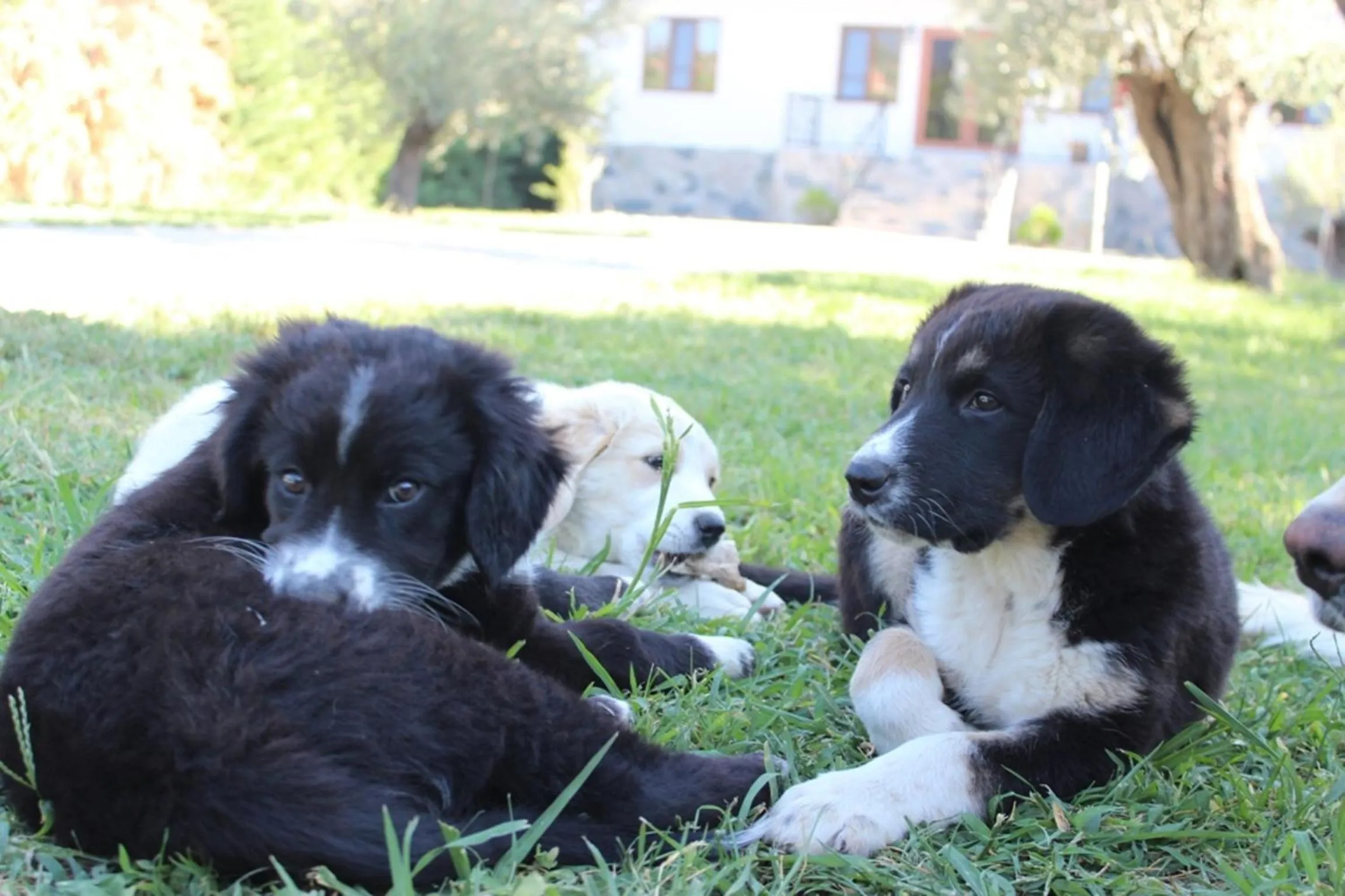 Decorative detail in Kazdaglari Ida Natura Bungalov Hotel