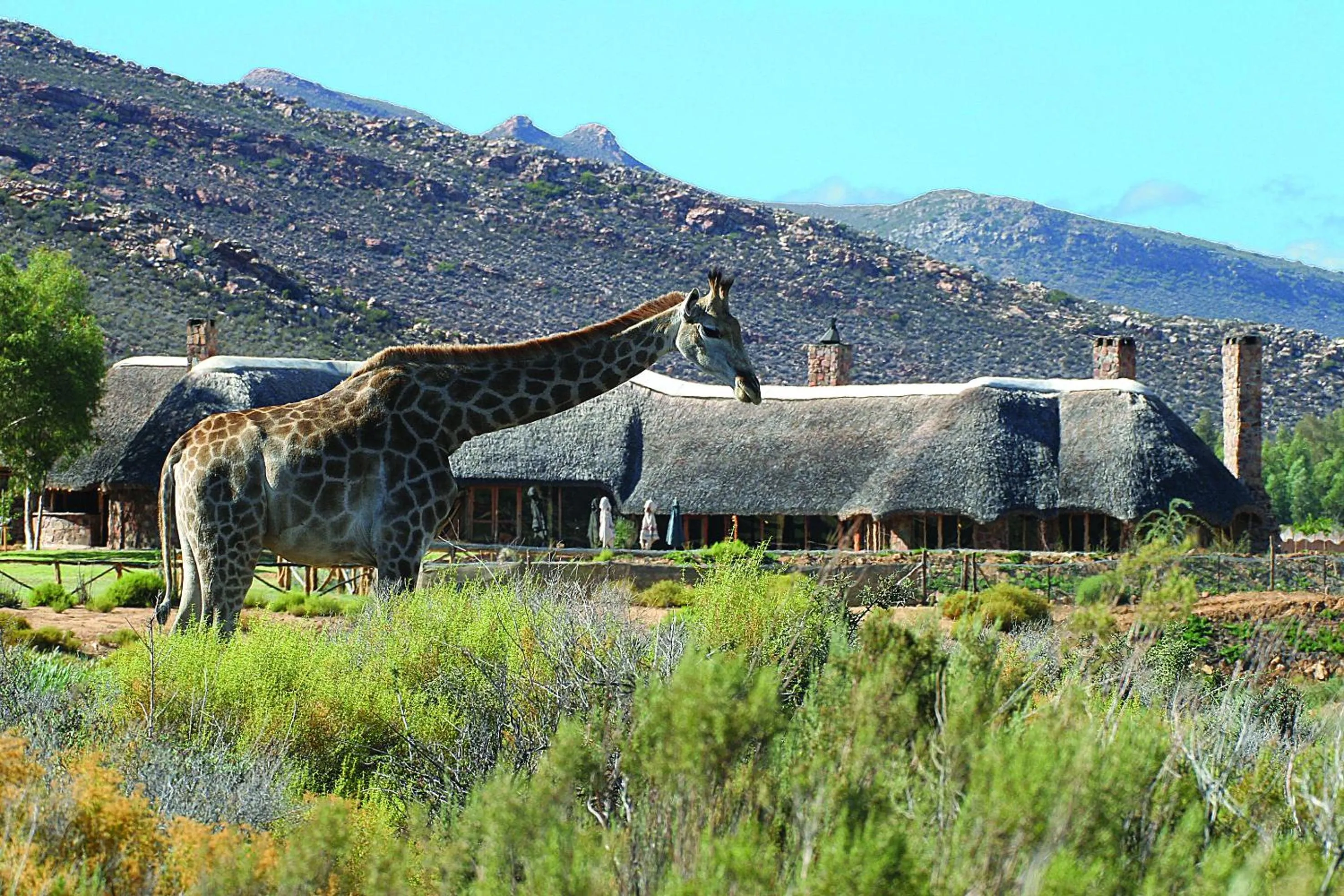Day in Aquila Private Game Reserve & Spa