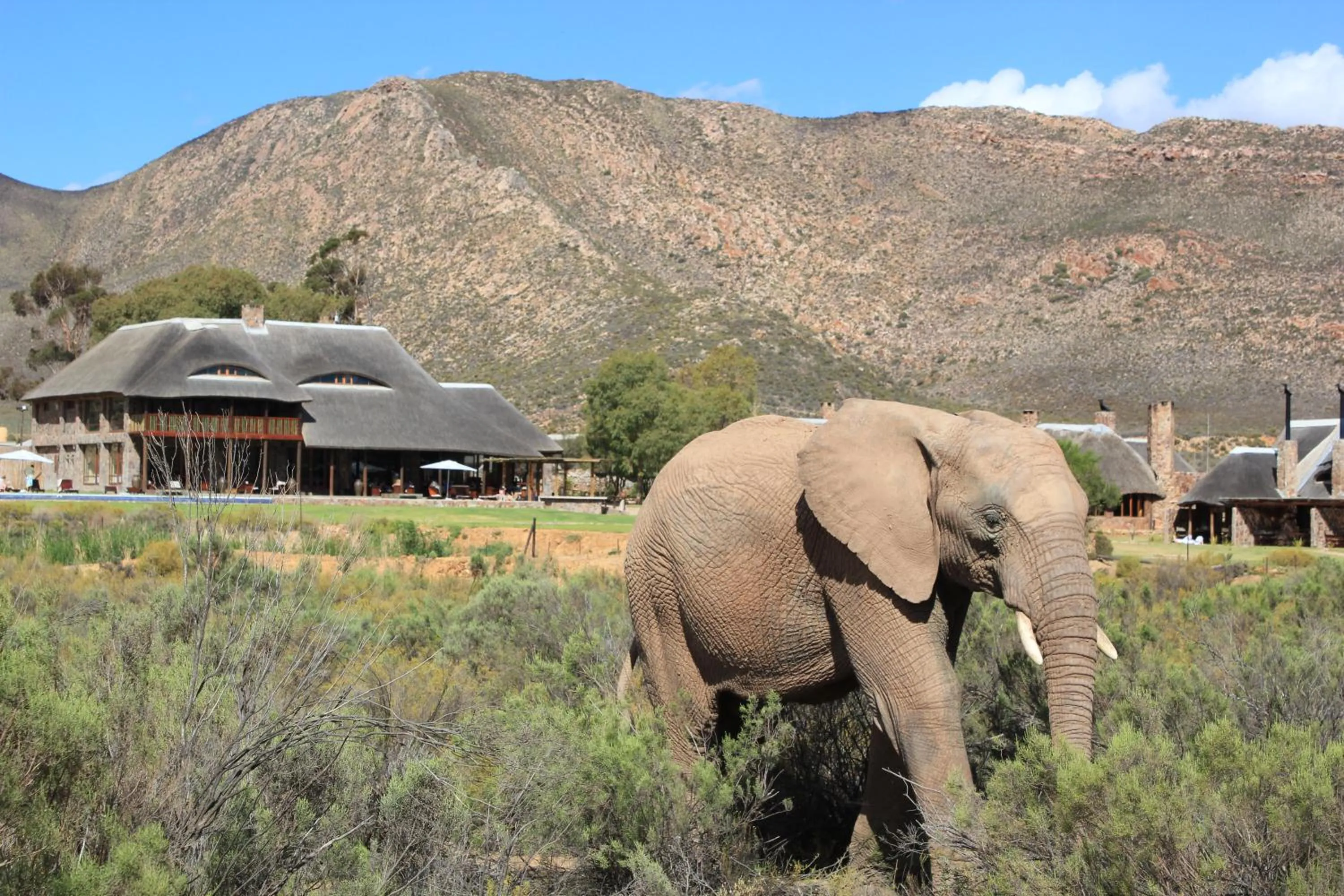 Animals in Aquila Private Game Reserve & Spa