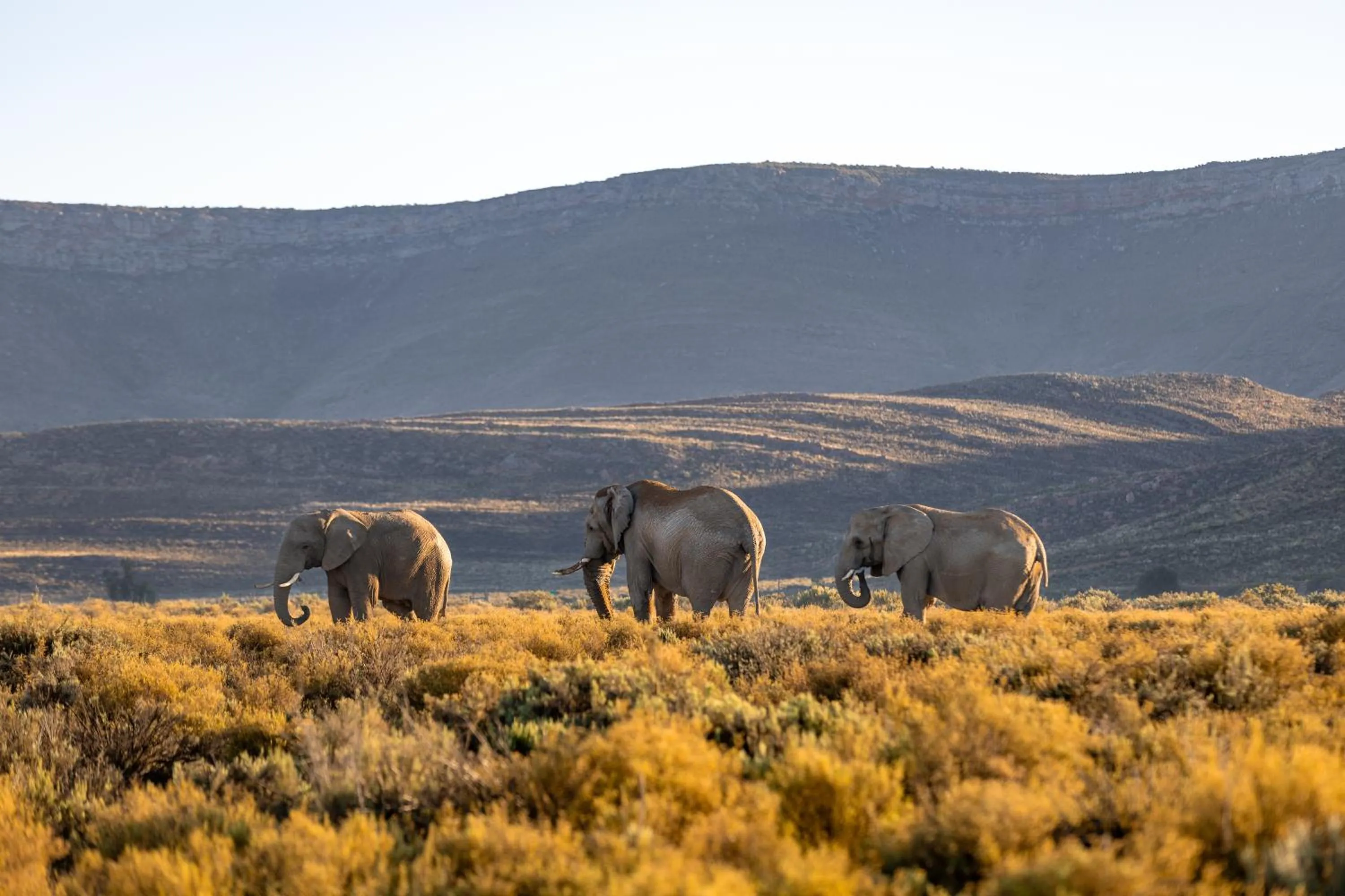 Animals in Aquila Private Game Reserve & Spa