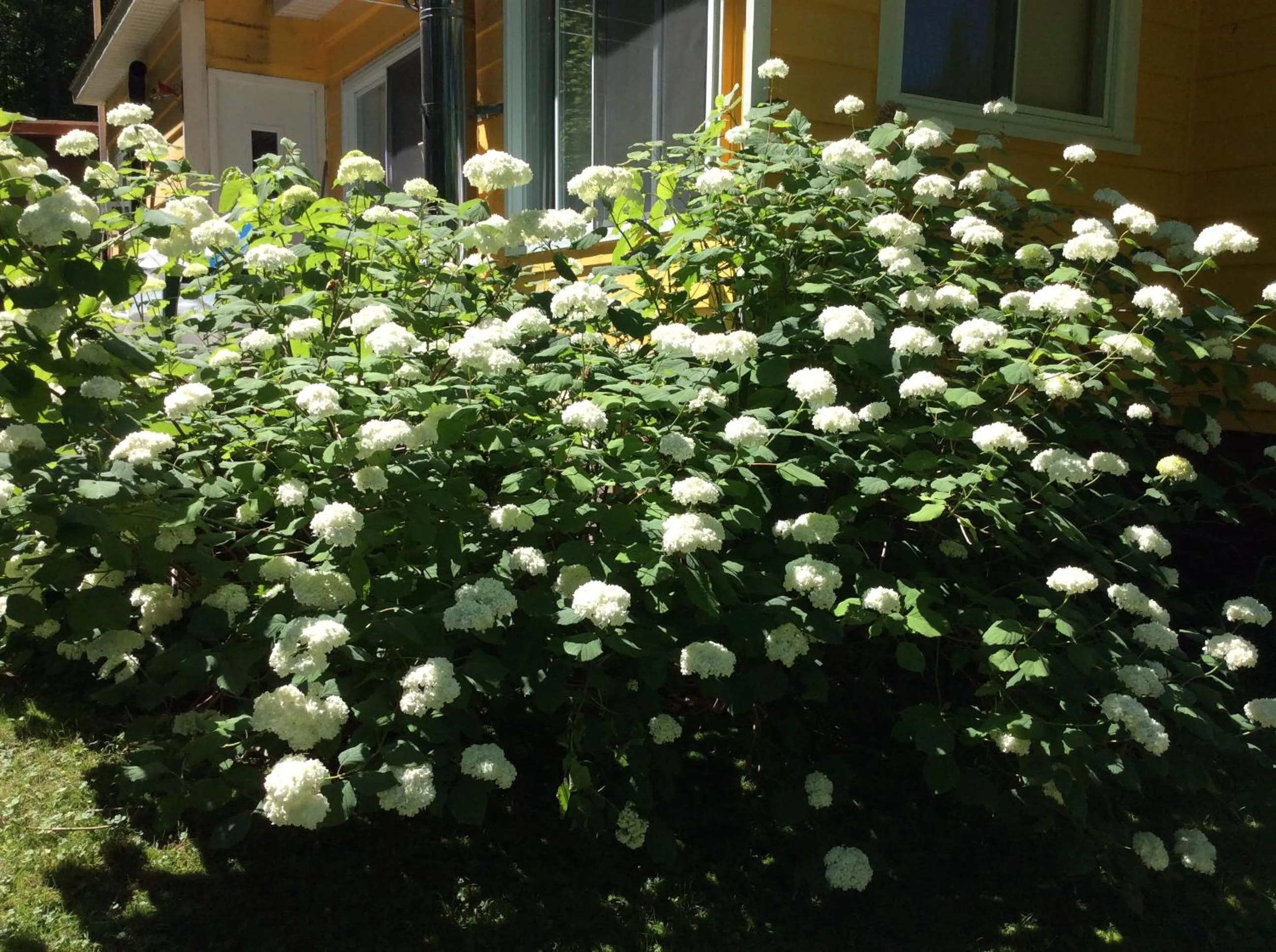 Natural landscape in Chez Lulu et Lutin