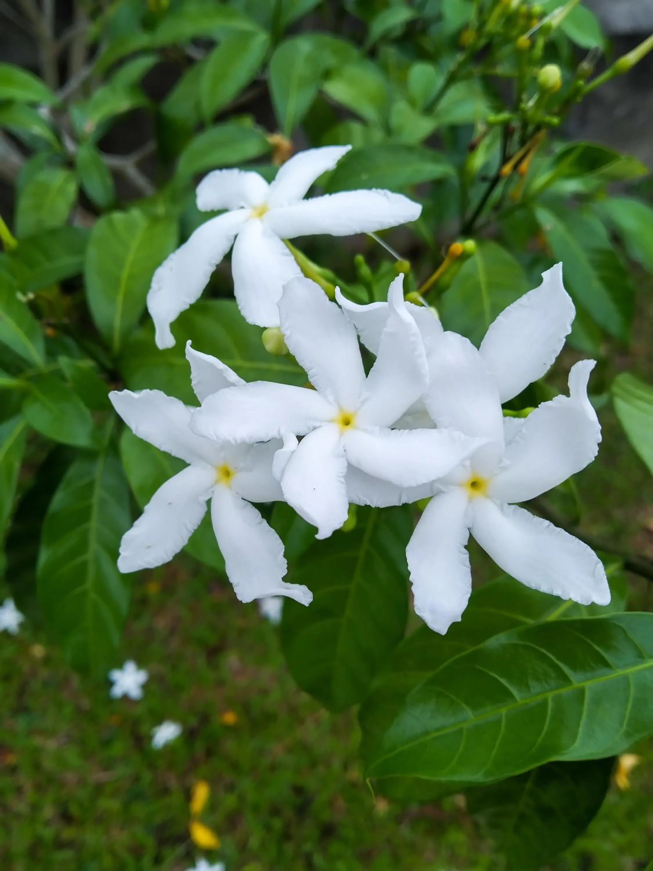 Garden in Rafflesia Resort