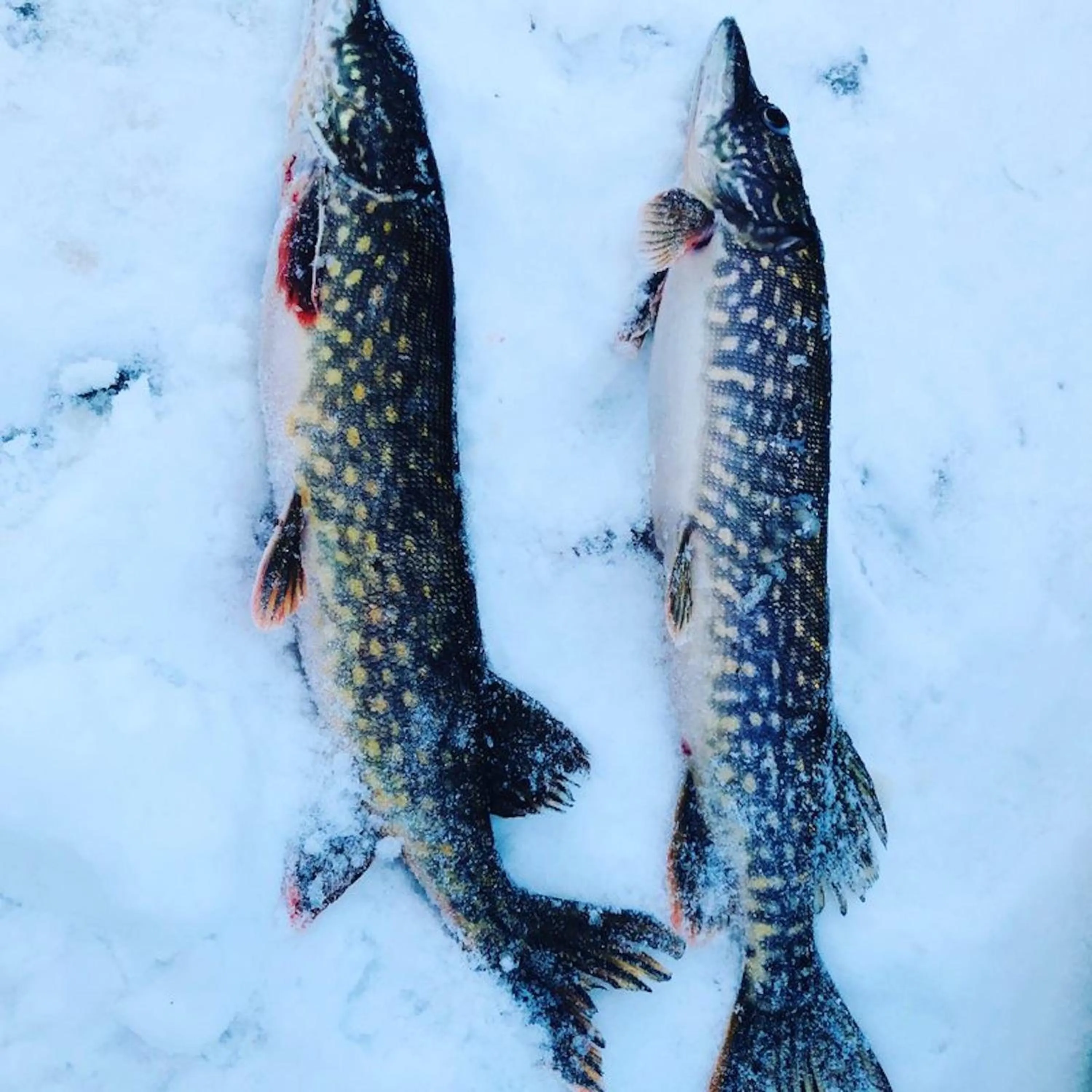 Fishing in Metsä Kolo