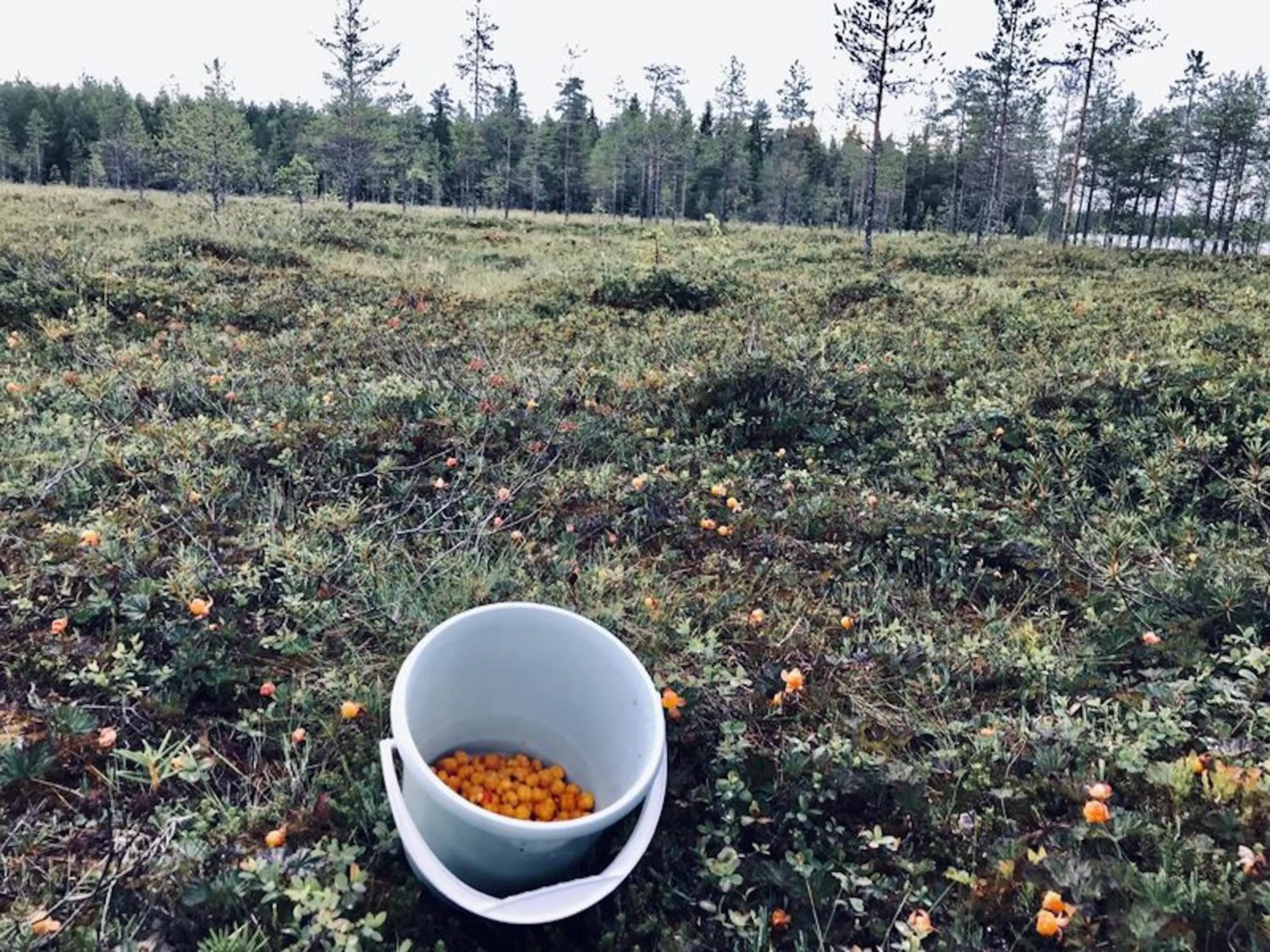 Activities in Metsä Kolo