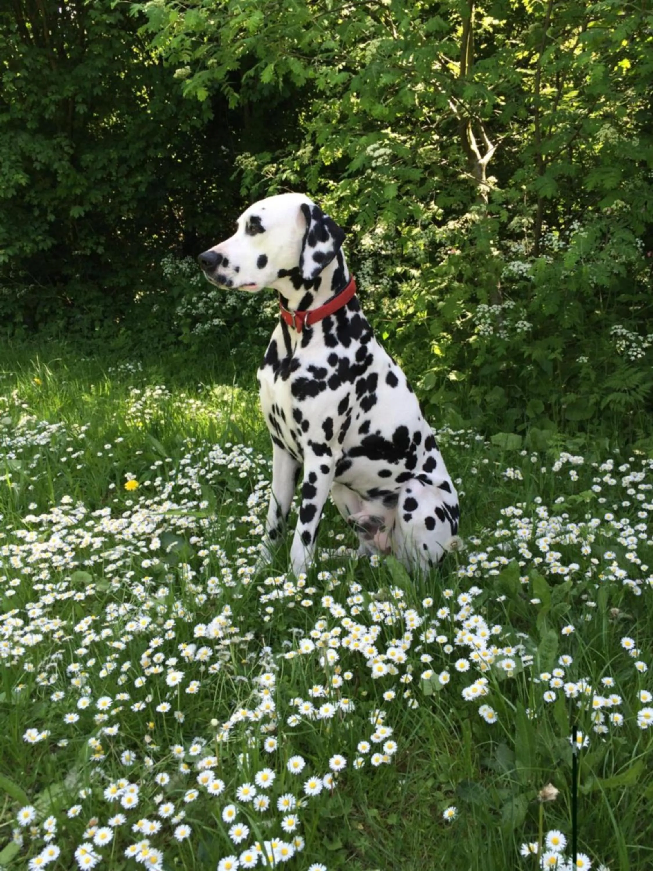 Pets in Chateau De La Goujonnerie