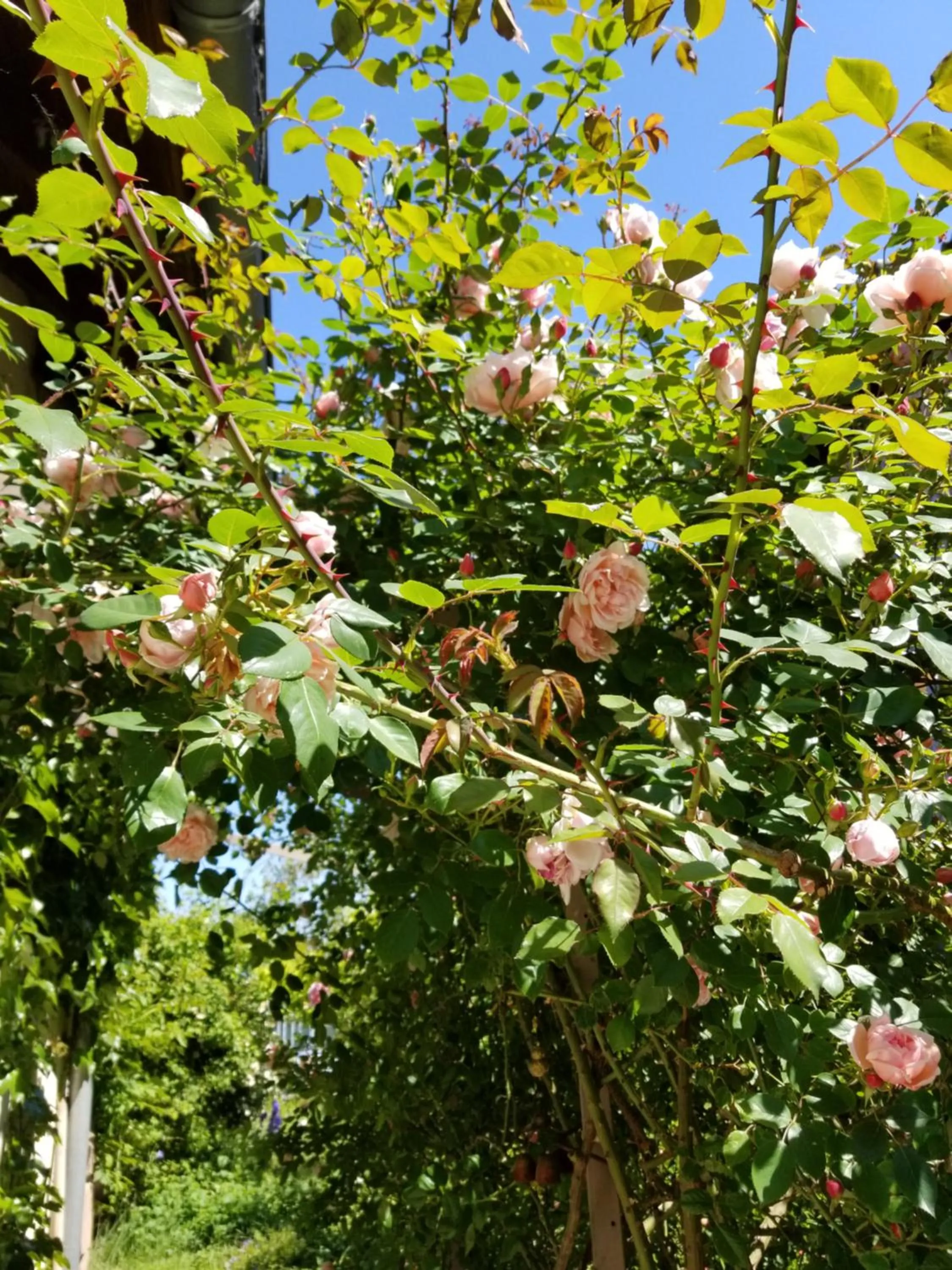Garden in chambre d'hôtes de charme, un temps en forêt