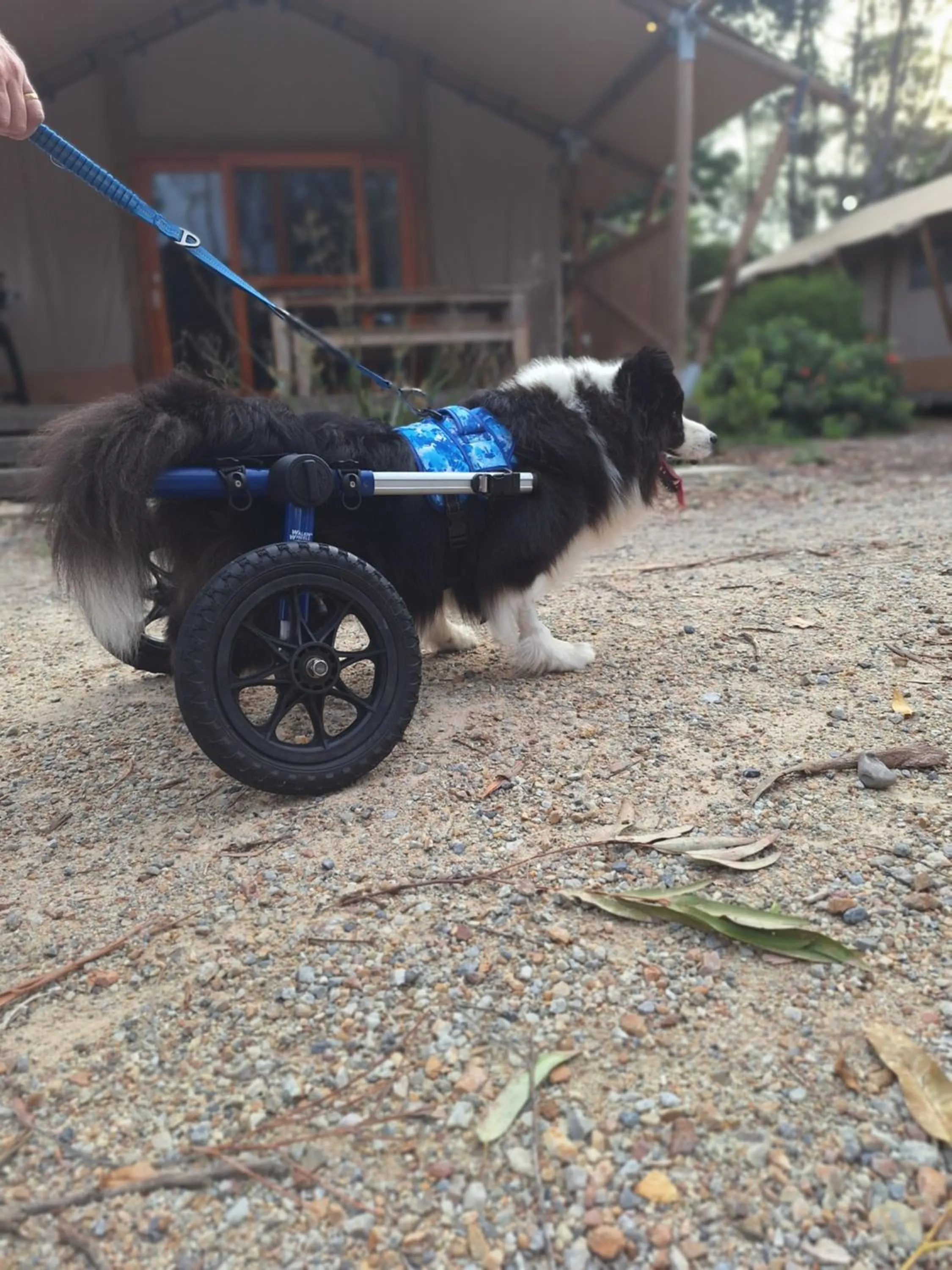 Pets in Ballina Beach Nature Resort