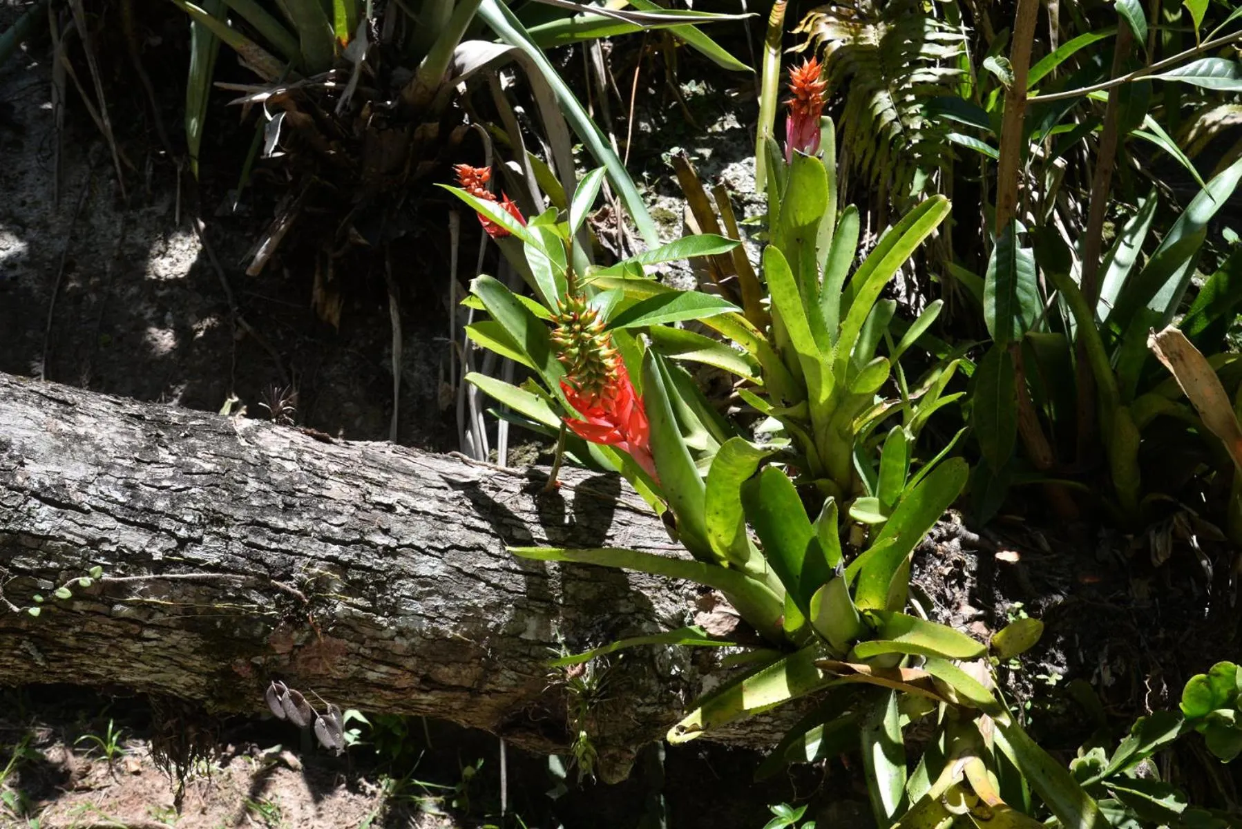 Property building in Pousada Sítio Olho D'Água