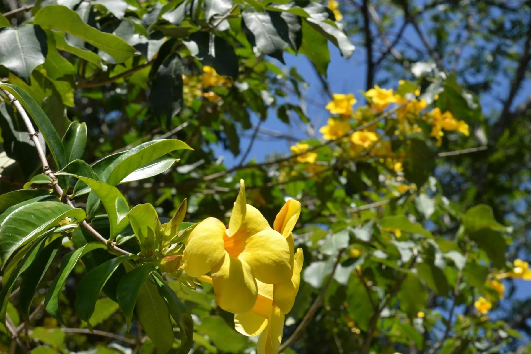 Spring in Pousada Sítio Olho D'Água