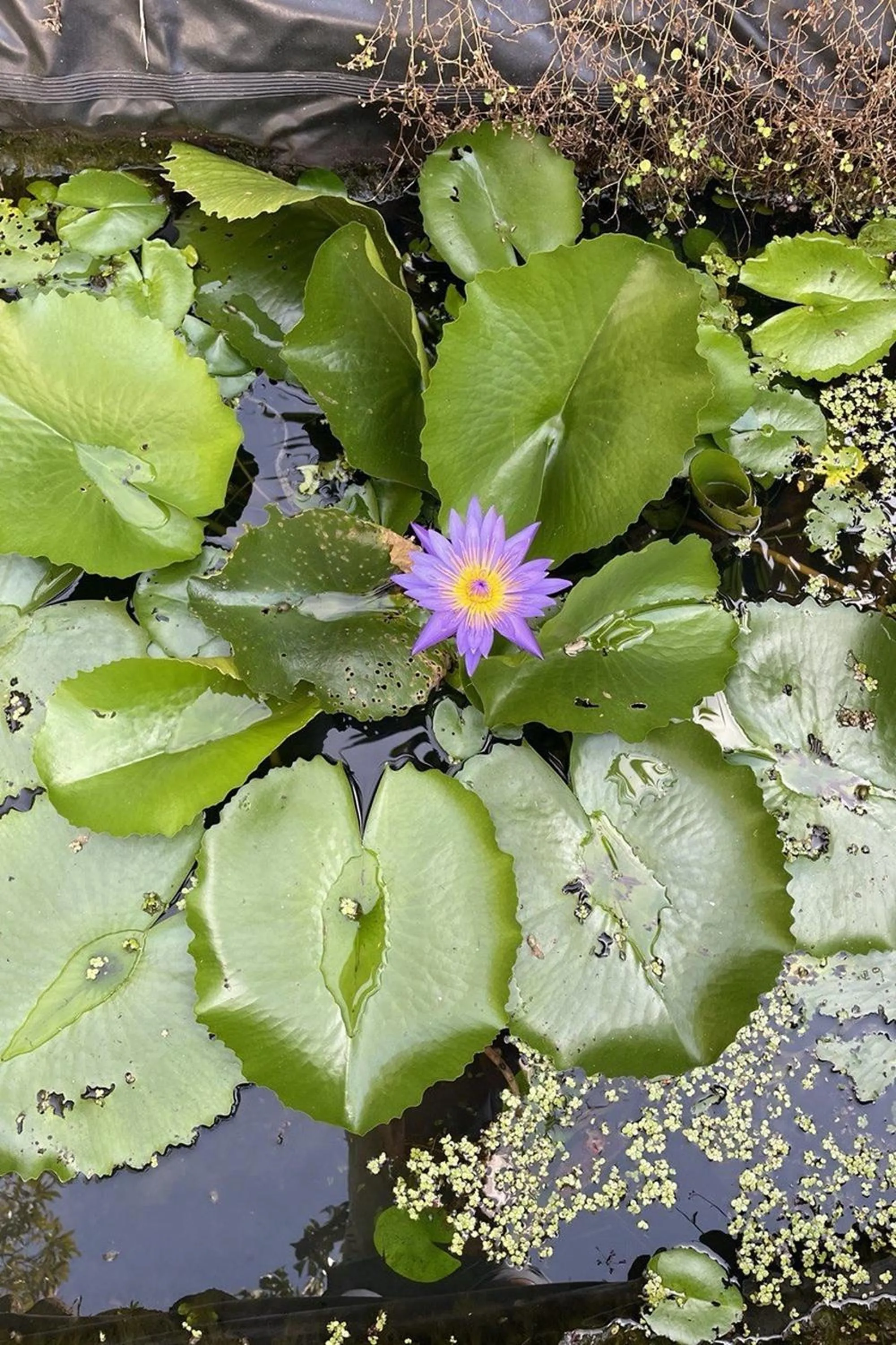 View (from property/room) in The Fong Krabi resort