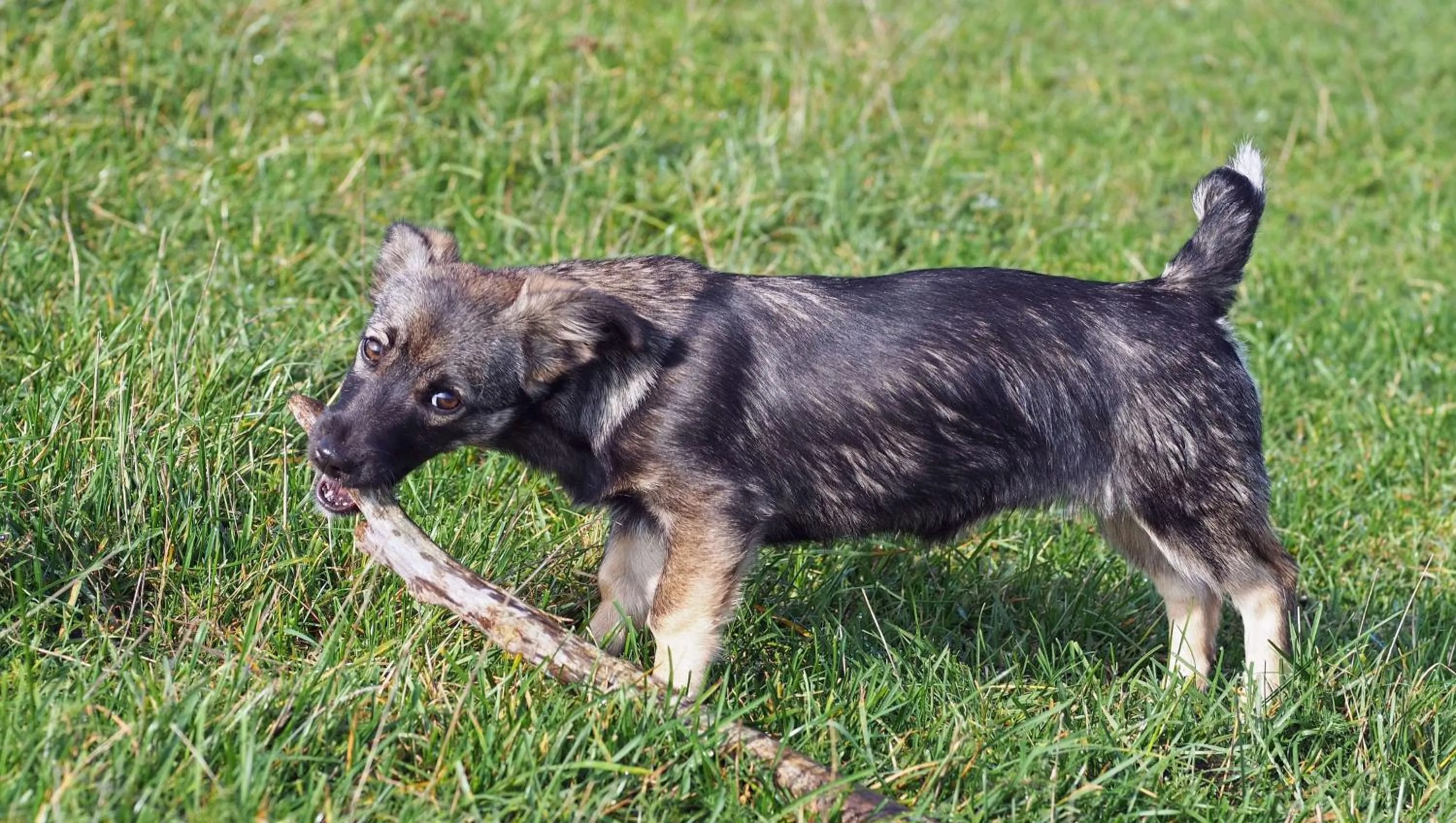 Pets in Chippewa Motel Mount Pleasant