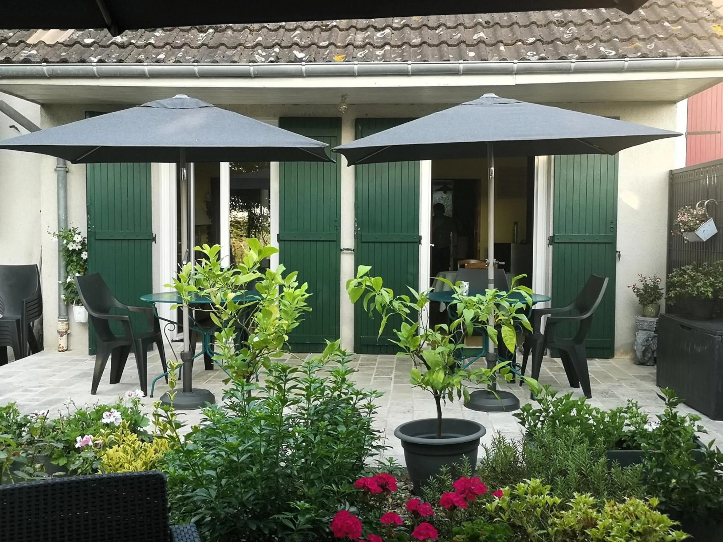 Les Eléphants bleus