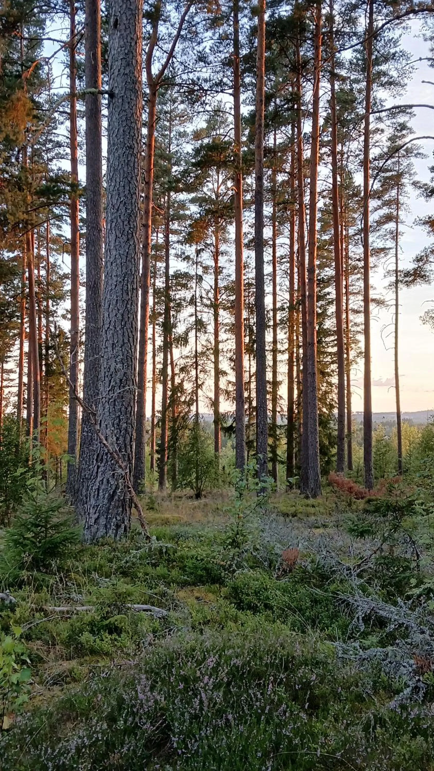 Day in B&B Klarälvsbanan