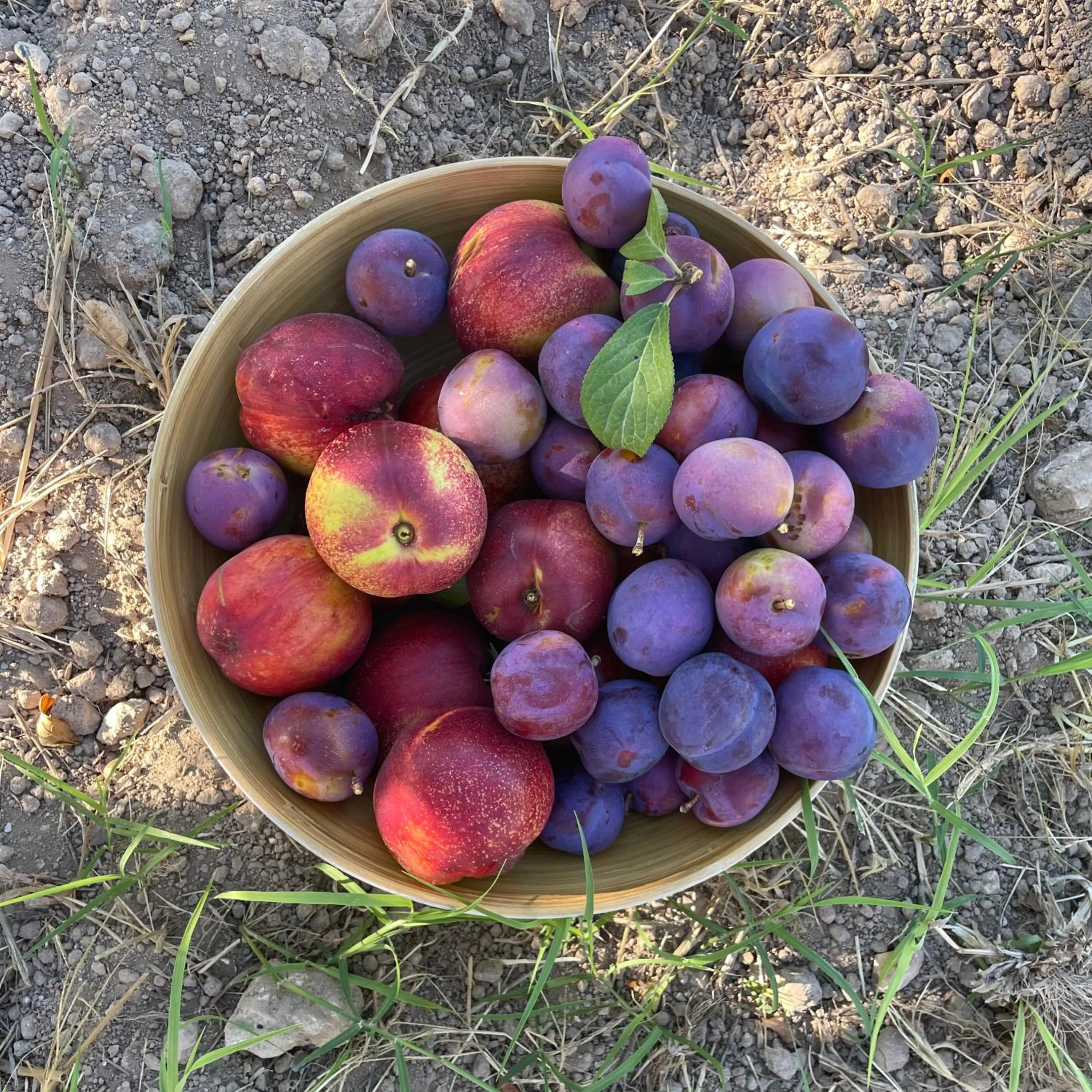 Food in Bio&B Acquaviva