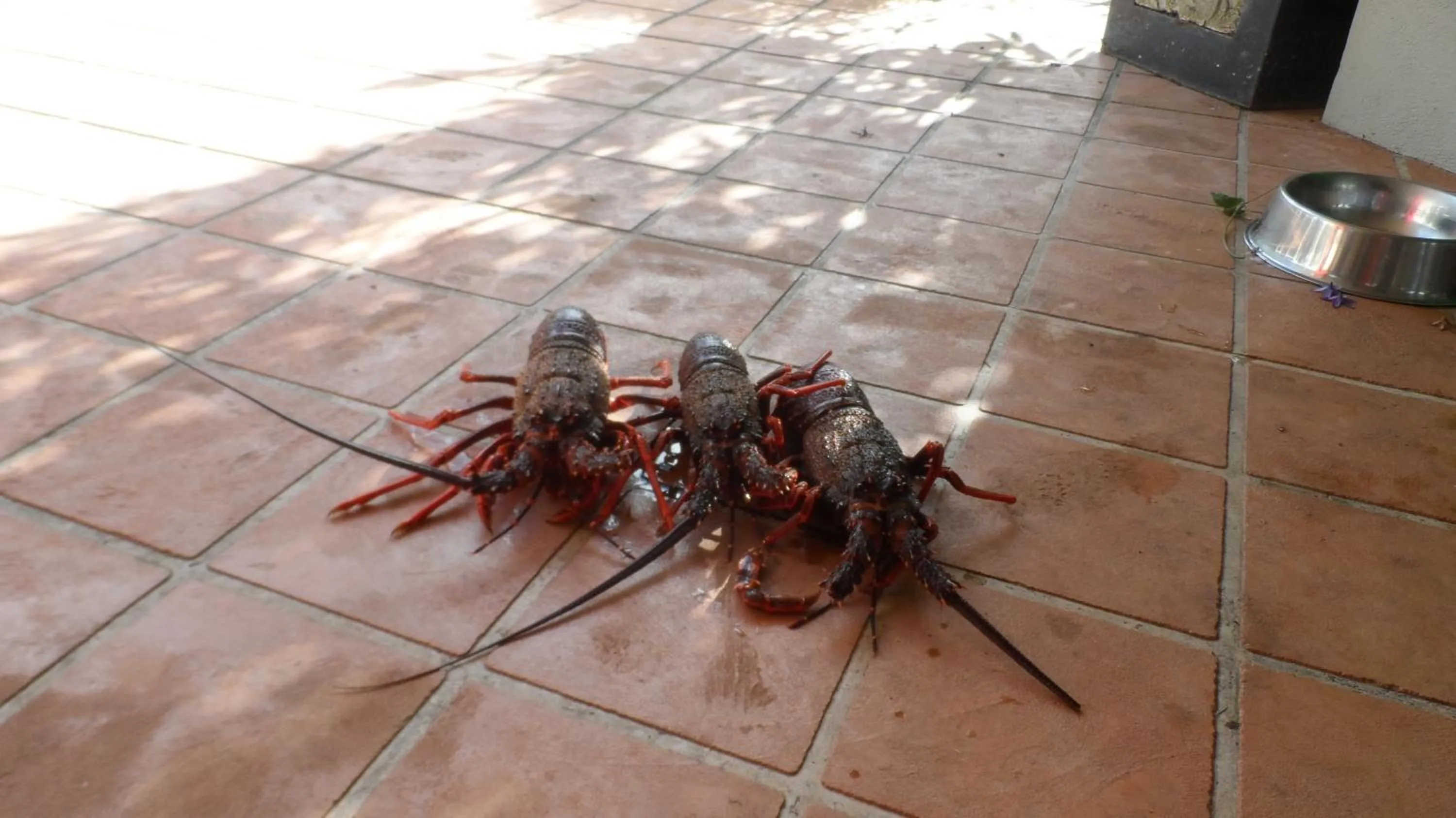 Waiwurrie Coastal Farm Lodge