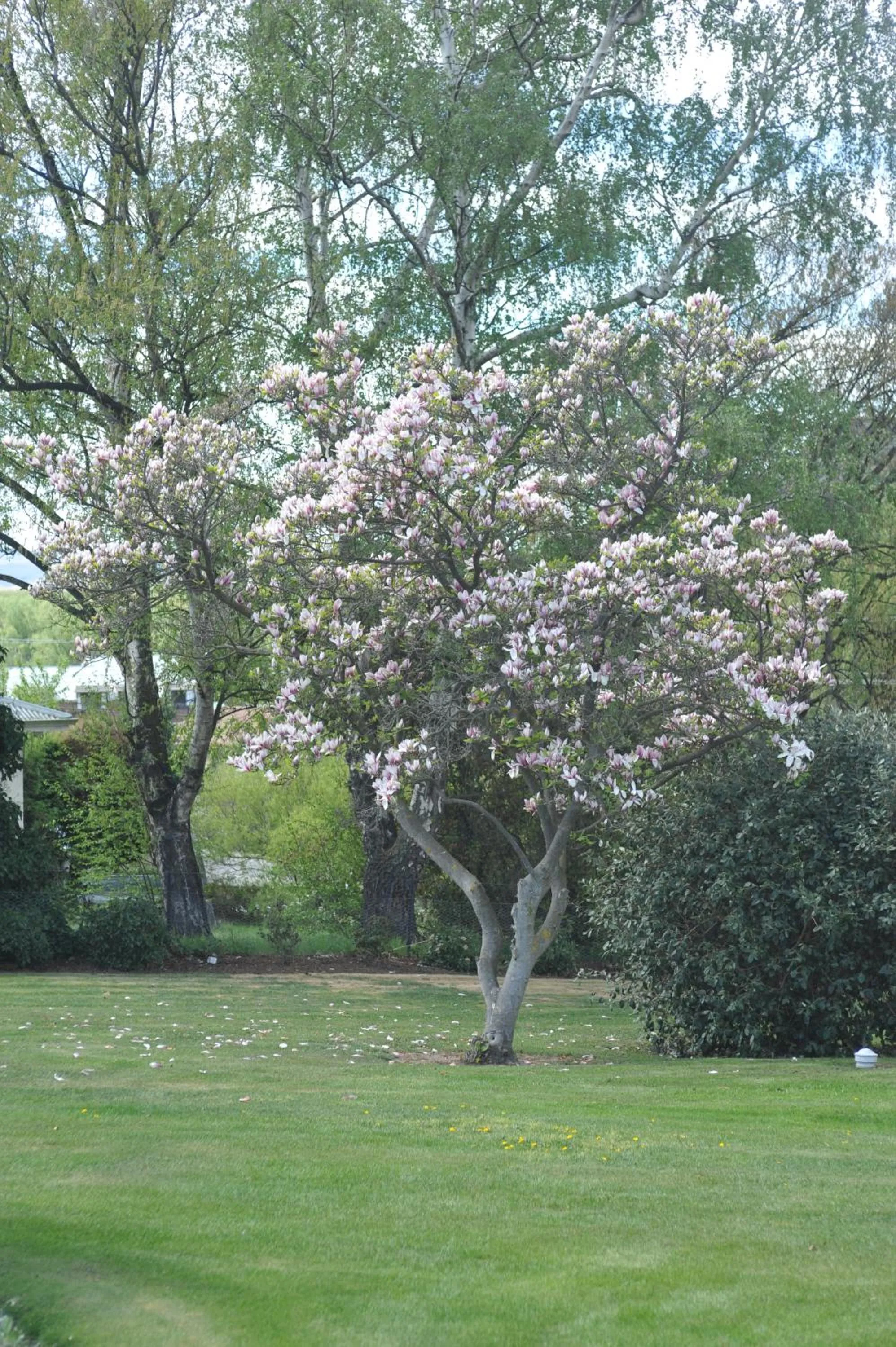 Garden in Alexandra Garden Court Motel