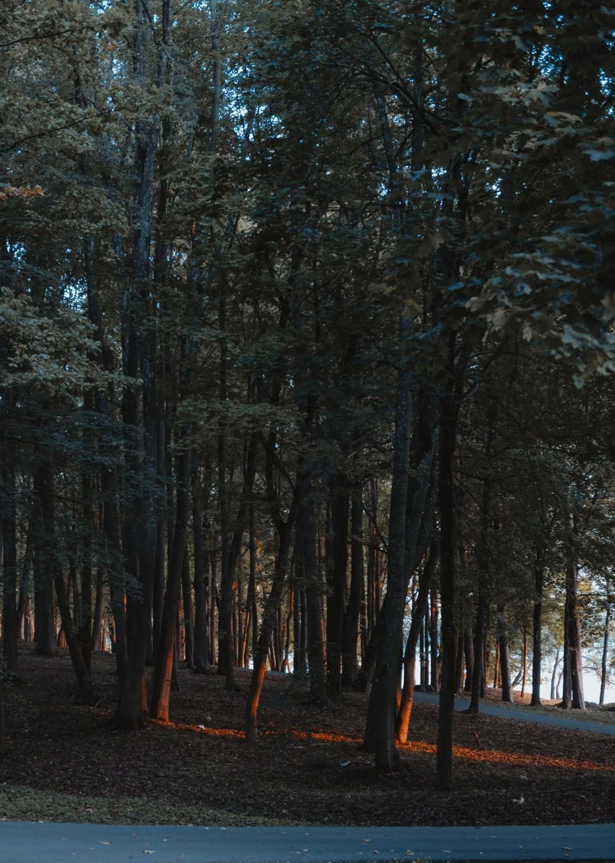 Other in Monte Pacis Hotel In Pažaislis - Pets travel for FREE in February