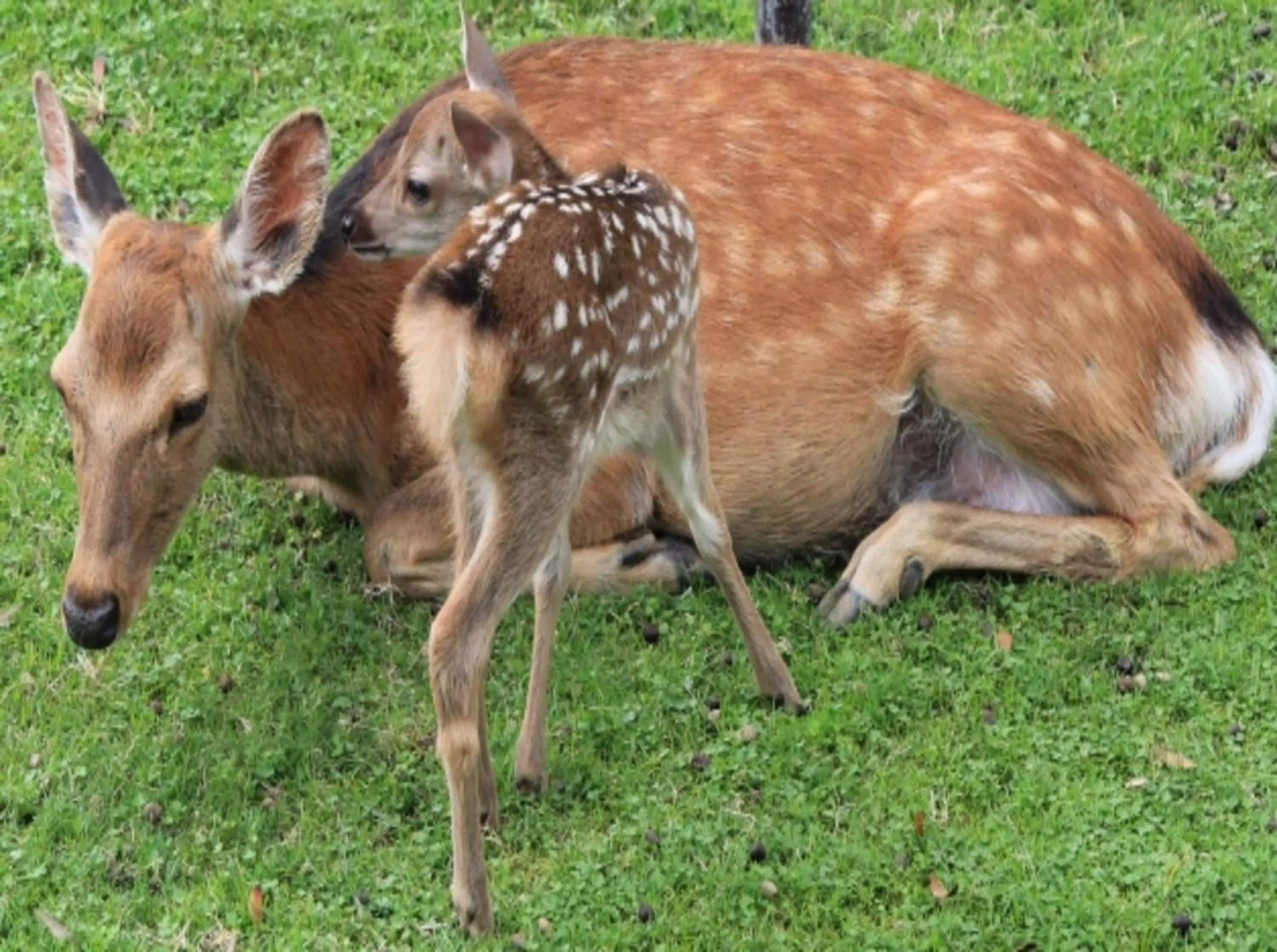 Nearby landmark in Henn na Hotel Premier Nara