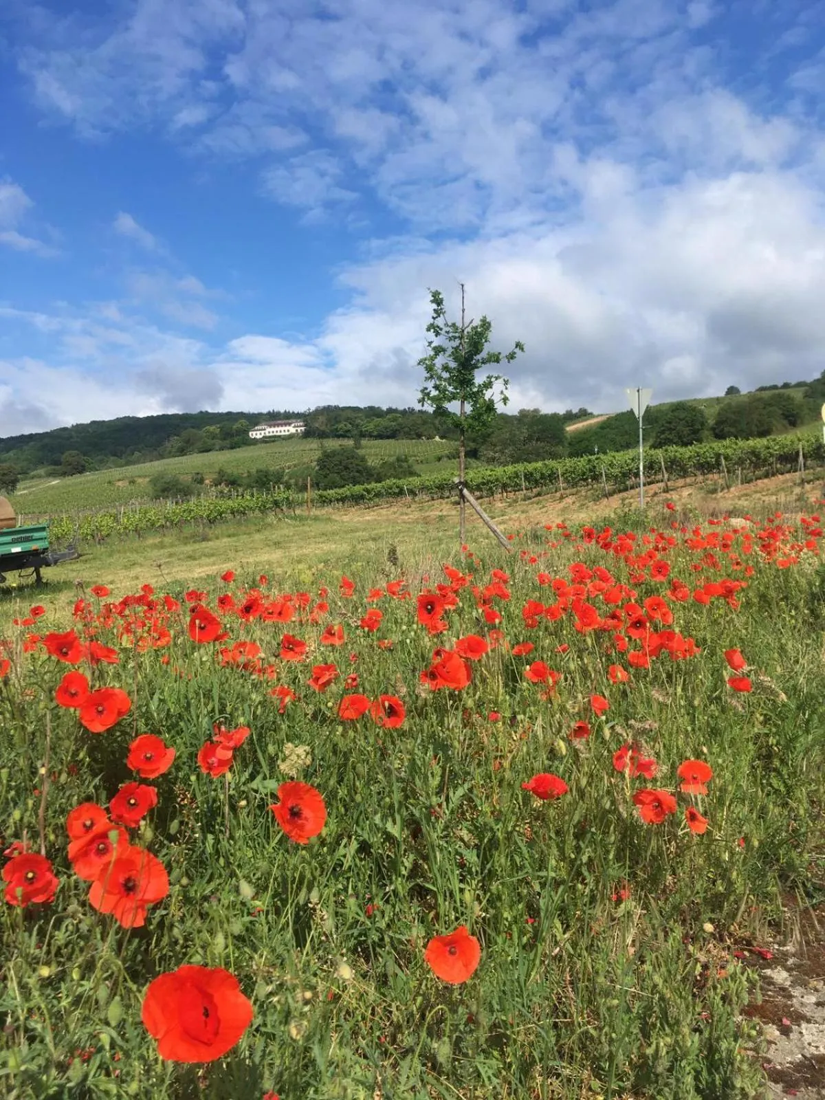 Natural landscape in Berg´s Backpacker