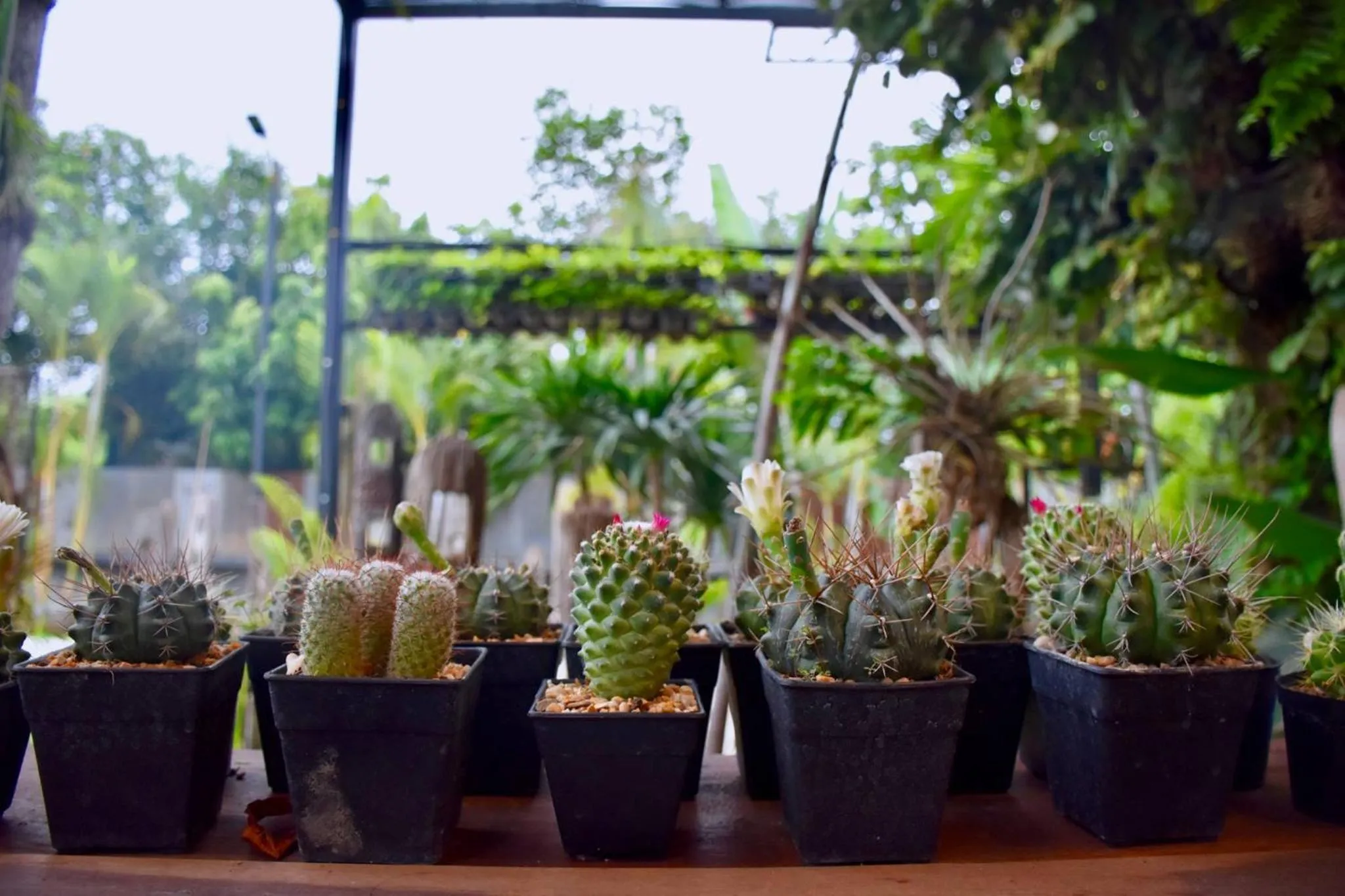 Natural landscape in Hug Sakhonnakhon Hotel