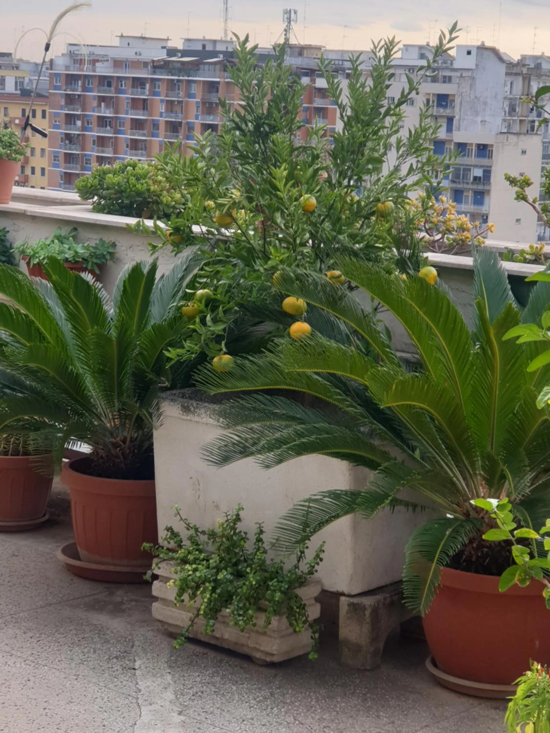 B&B GANAJ La terrazza di Ganaj BARI
