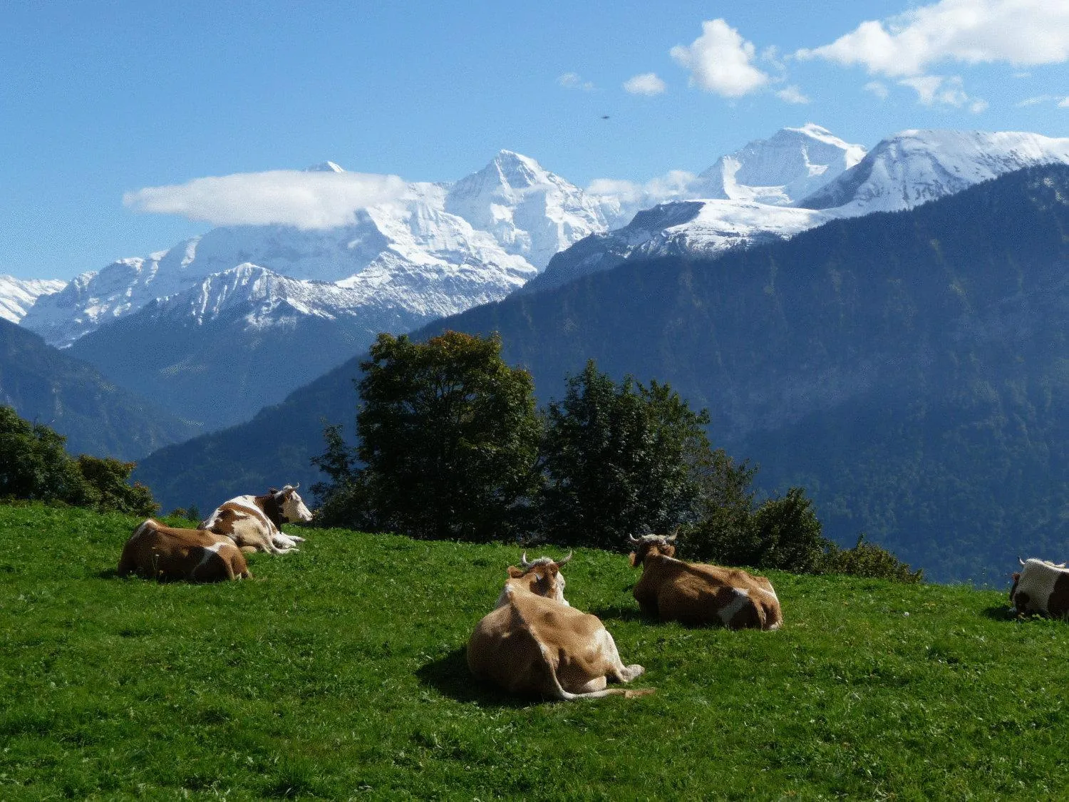 Animals in Hotel Gloria
