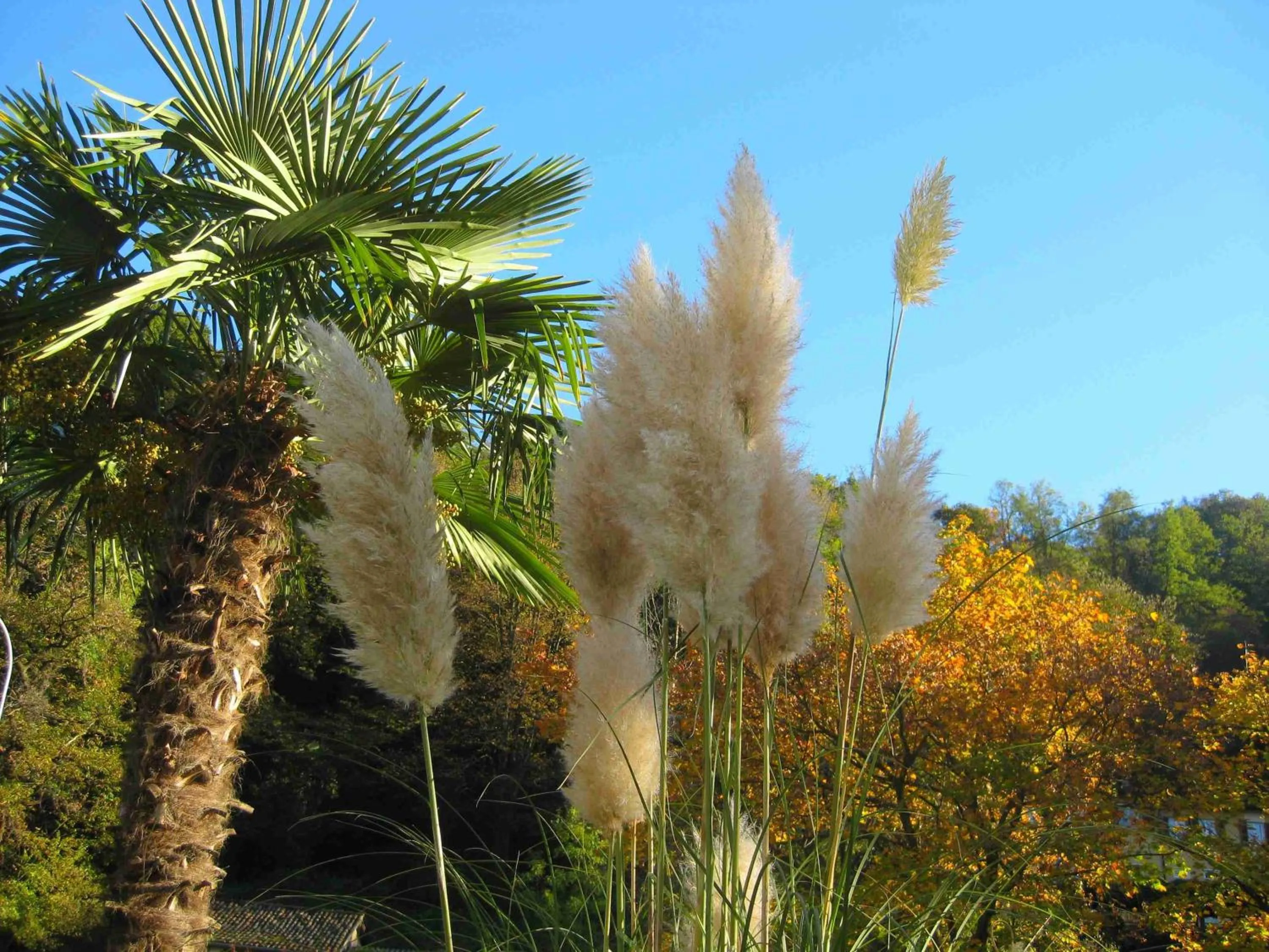 Garden in Villa Garni Gardenia