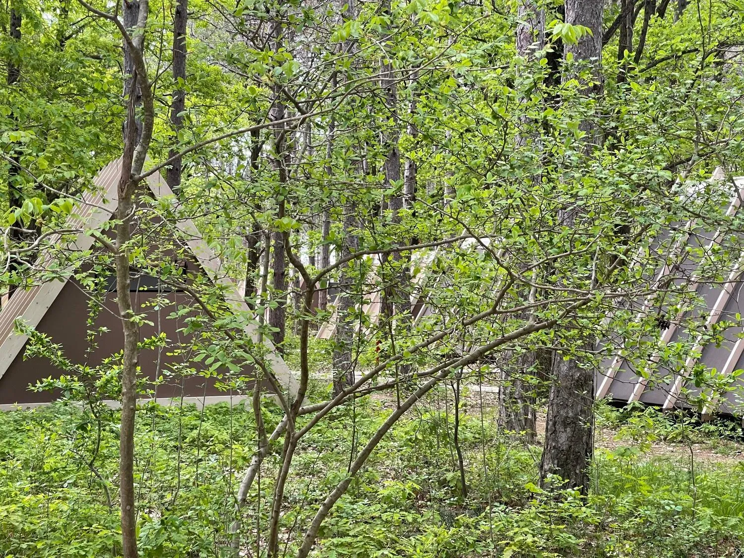 Garden in LONGOSPHERE GLAMPING