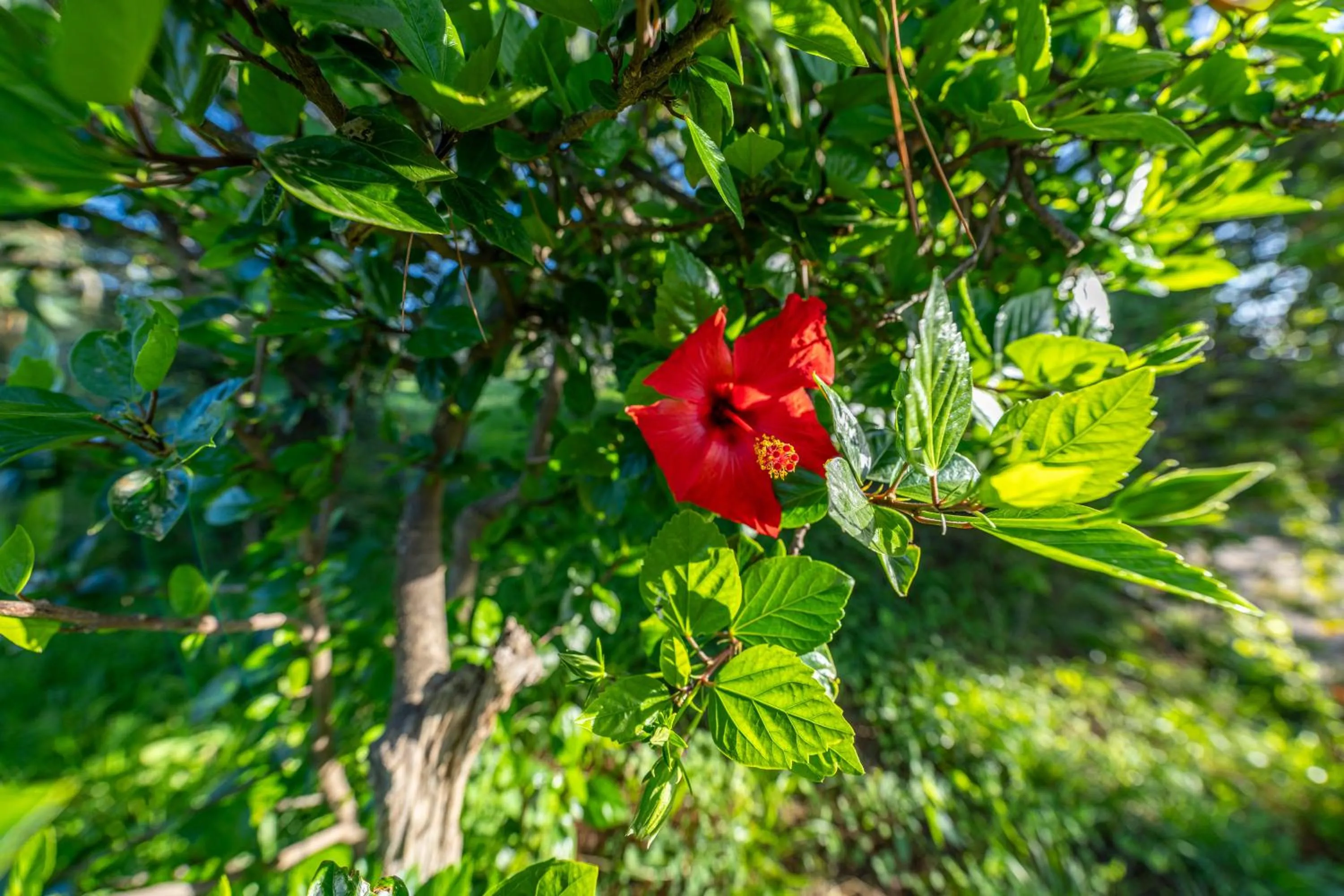Garden in Villa Carlotta Resort