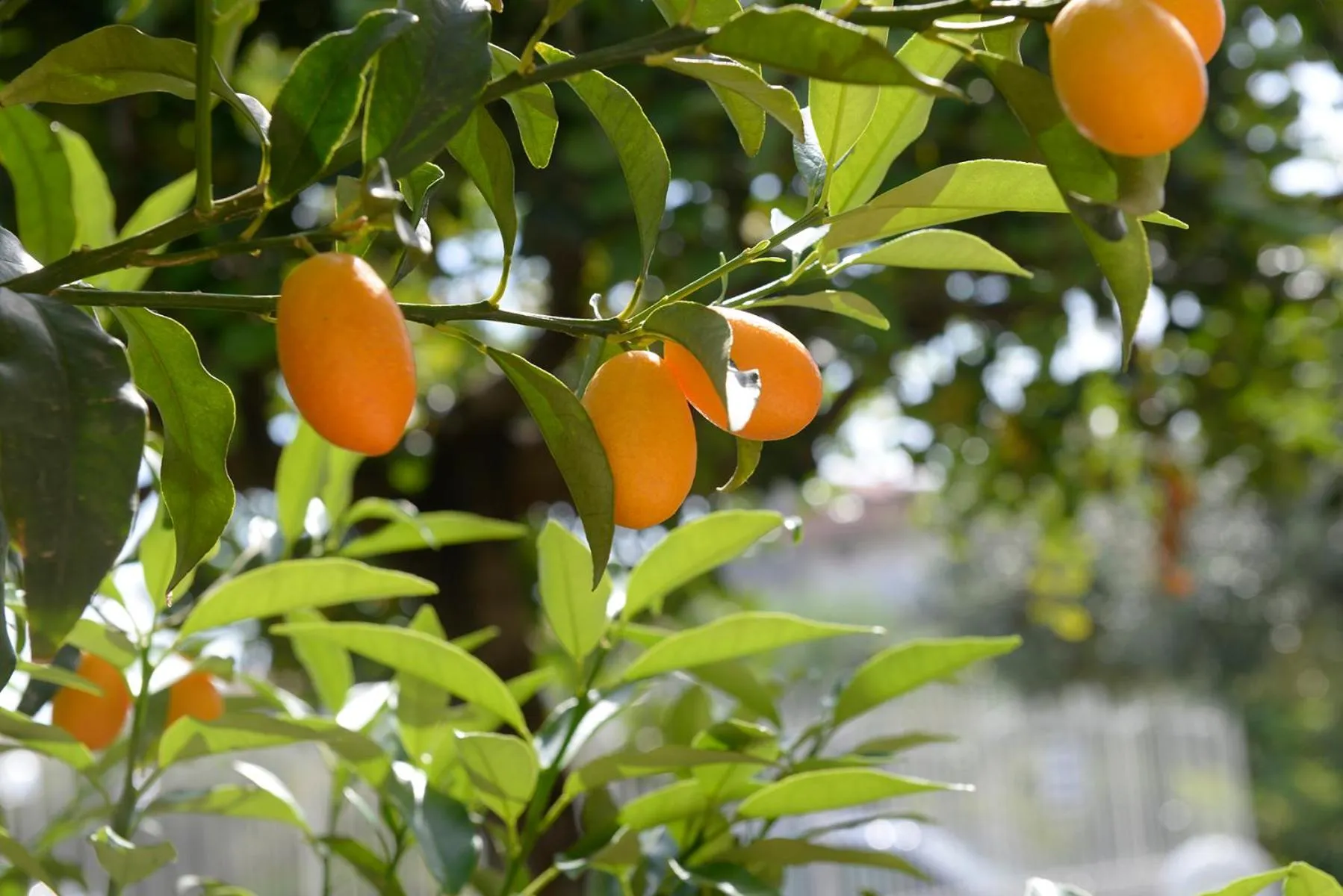 Garden in Villa Galati Resort